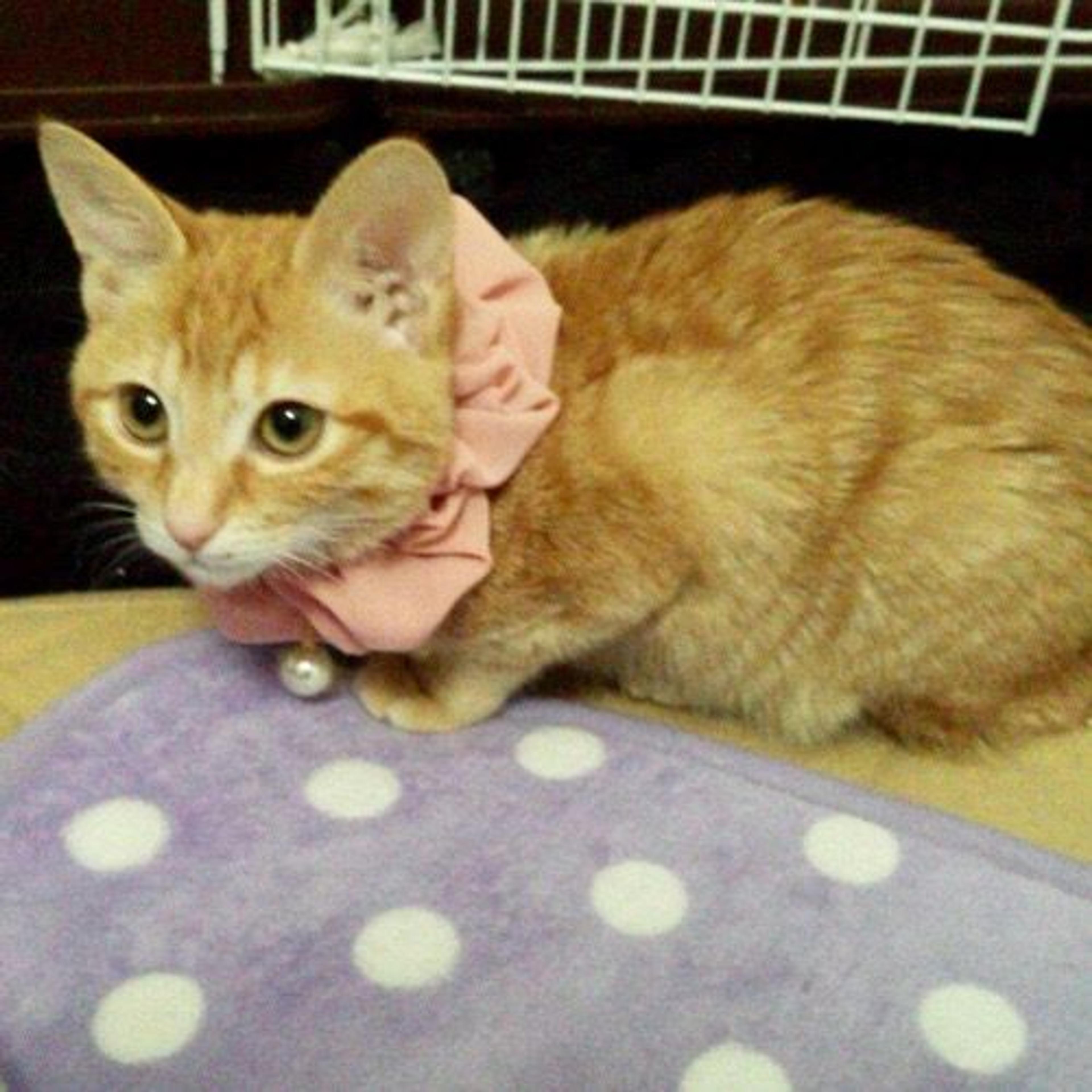 pet-image-3
