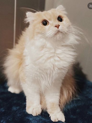 サザンカの写真