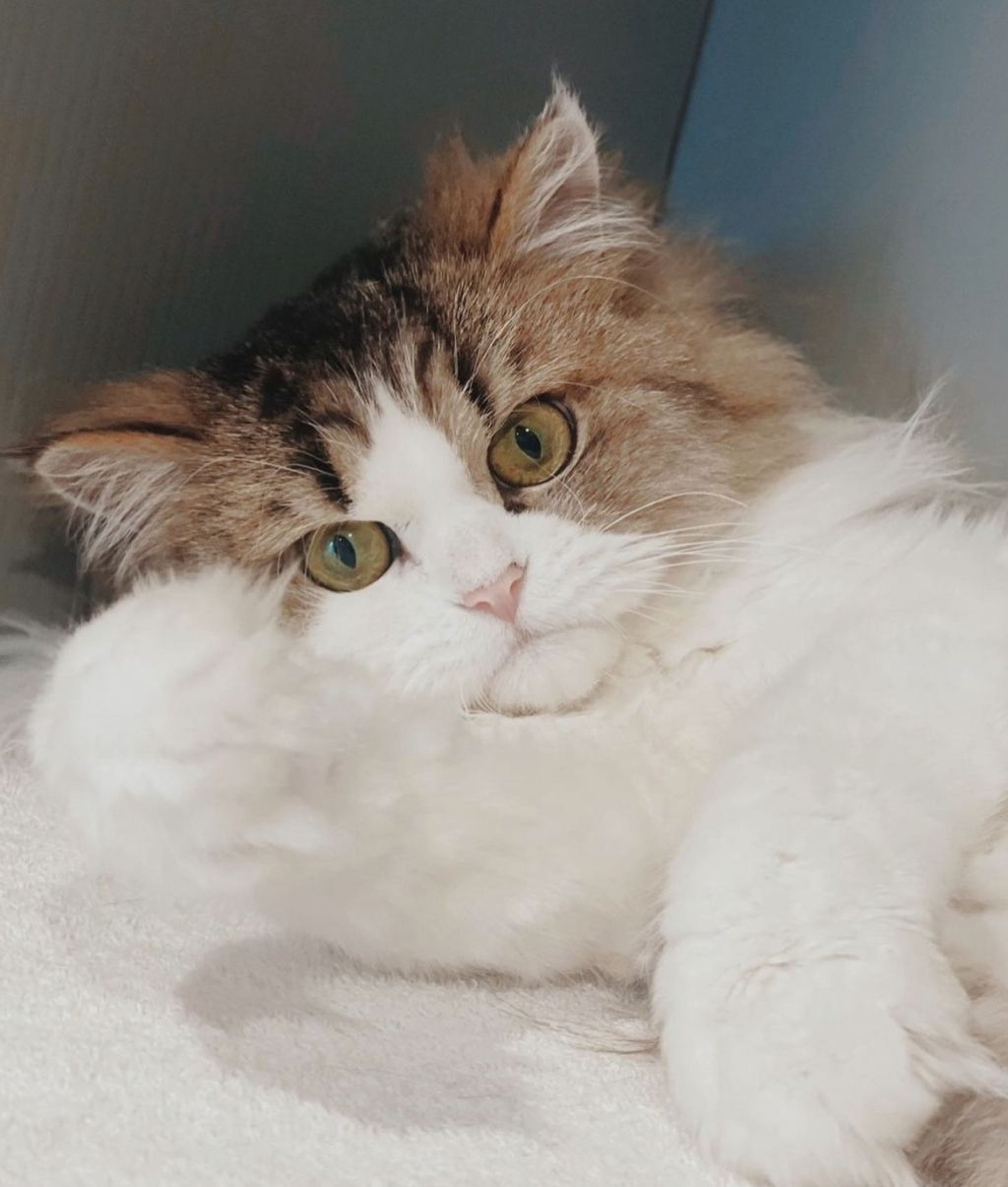 雑種（ミックス猫）・メスの里親募集の写真