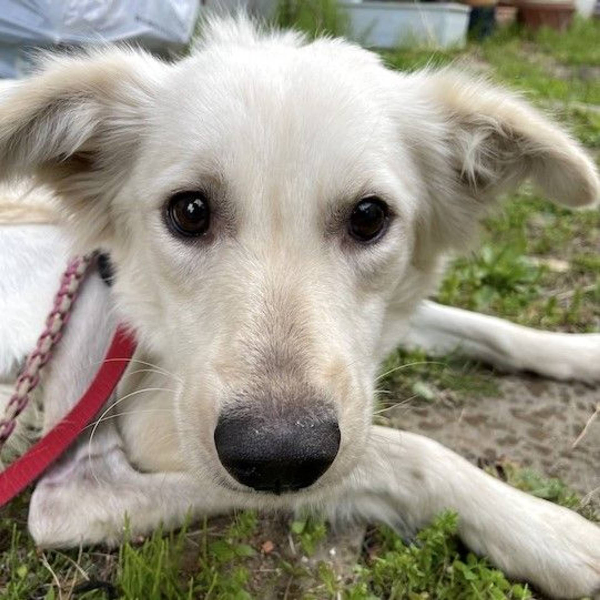 雑種（ミックス犬）・メスの里親募集の写真