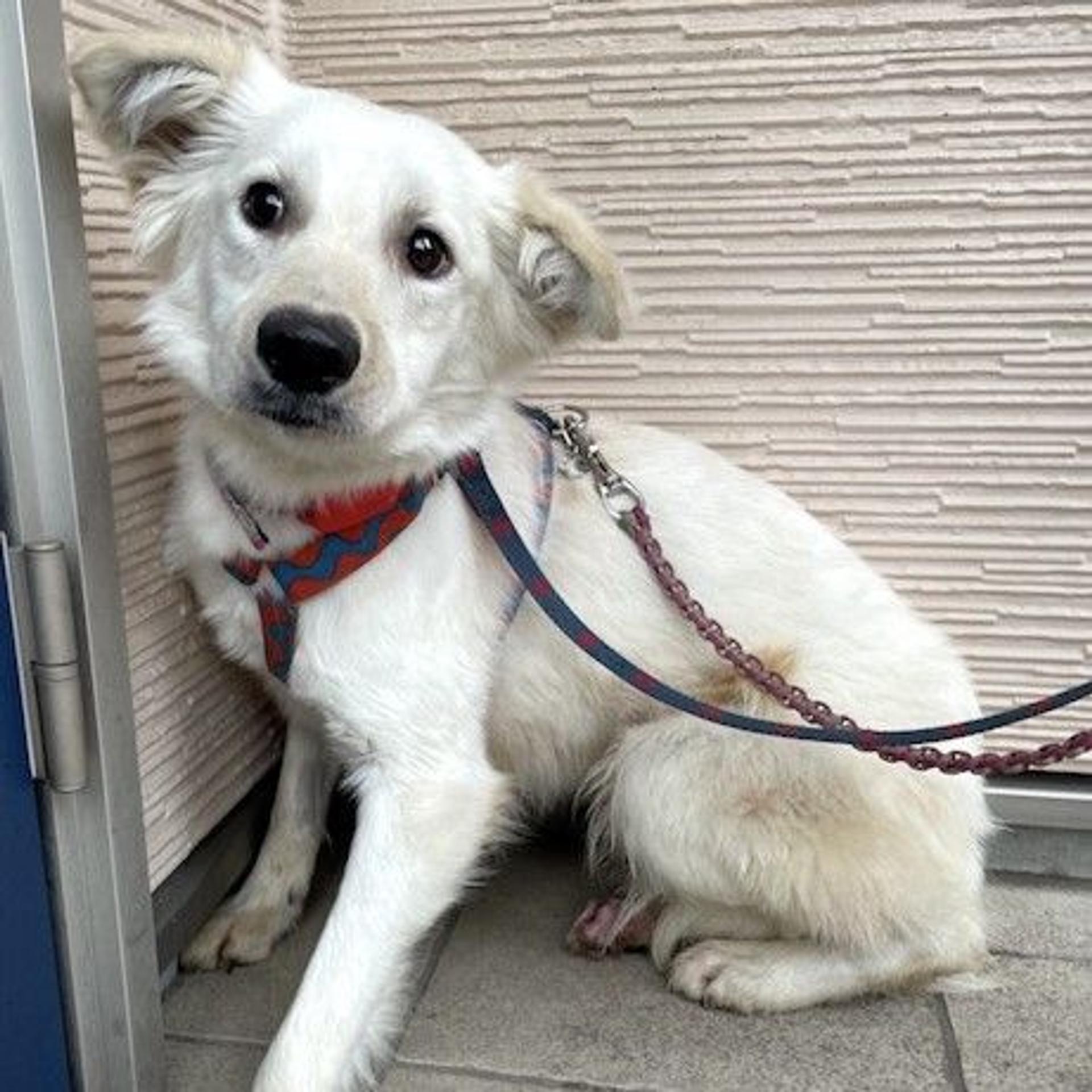 pet-image-3