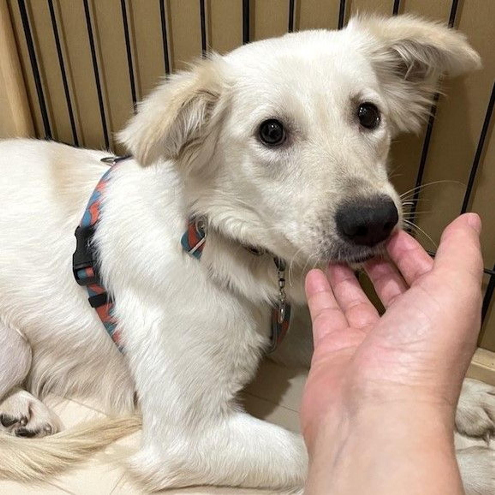 pet-image-4