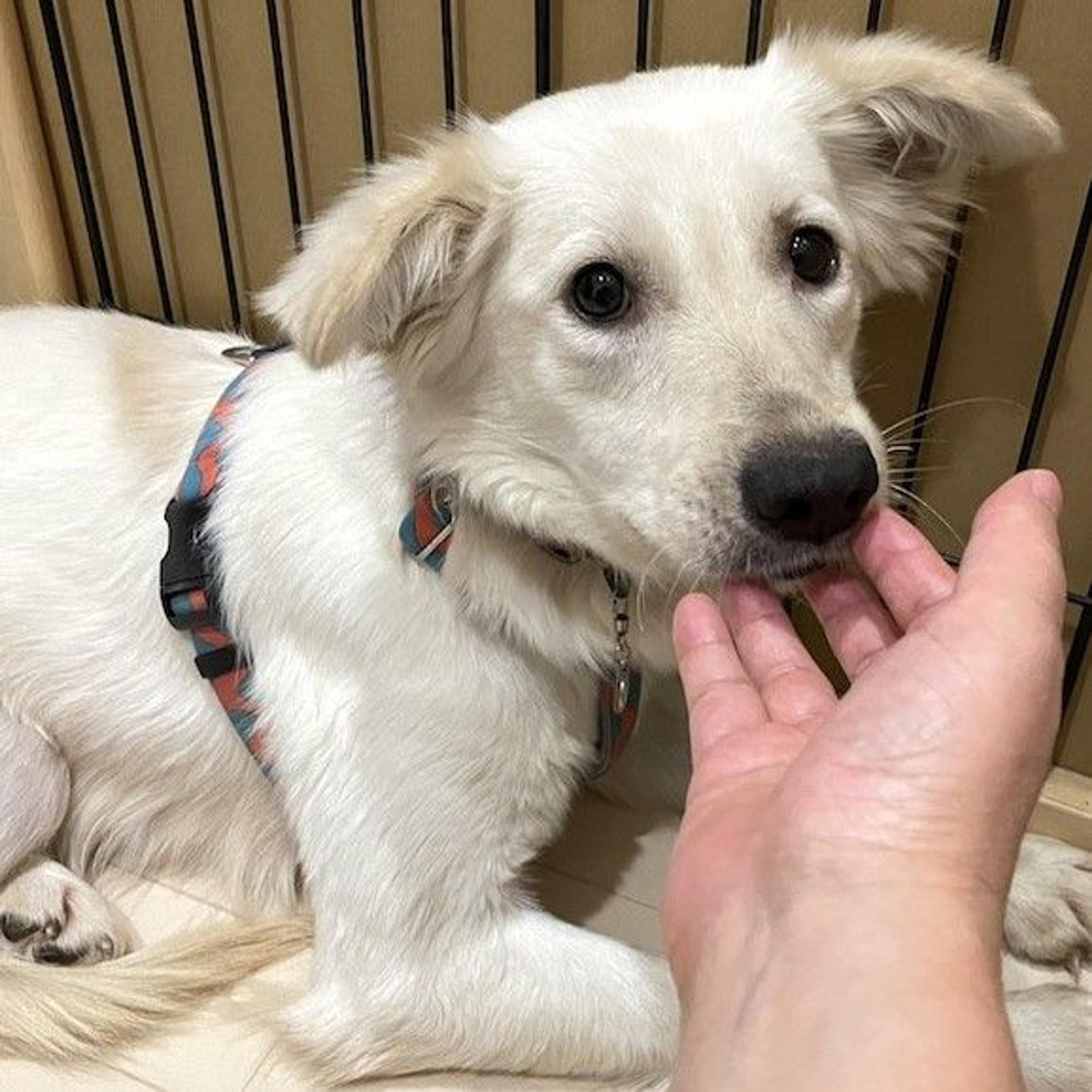 pet-image-4