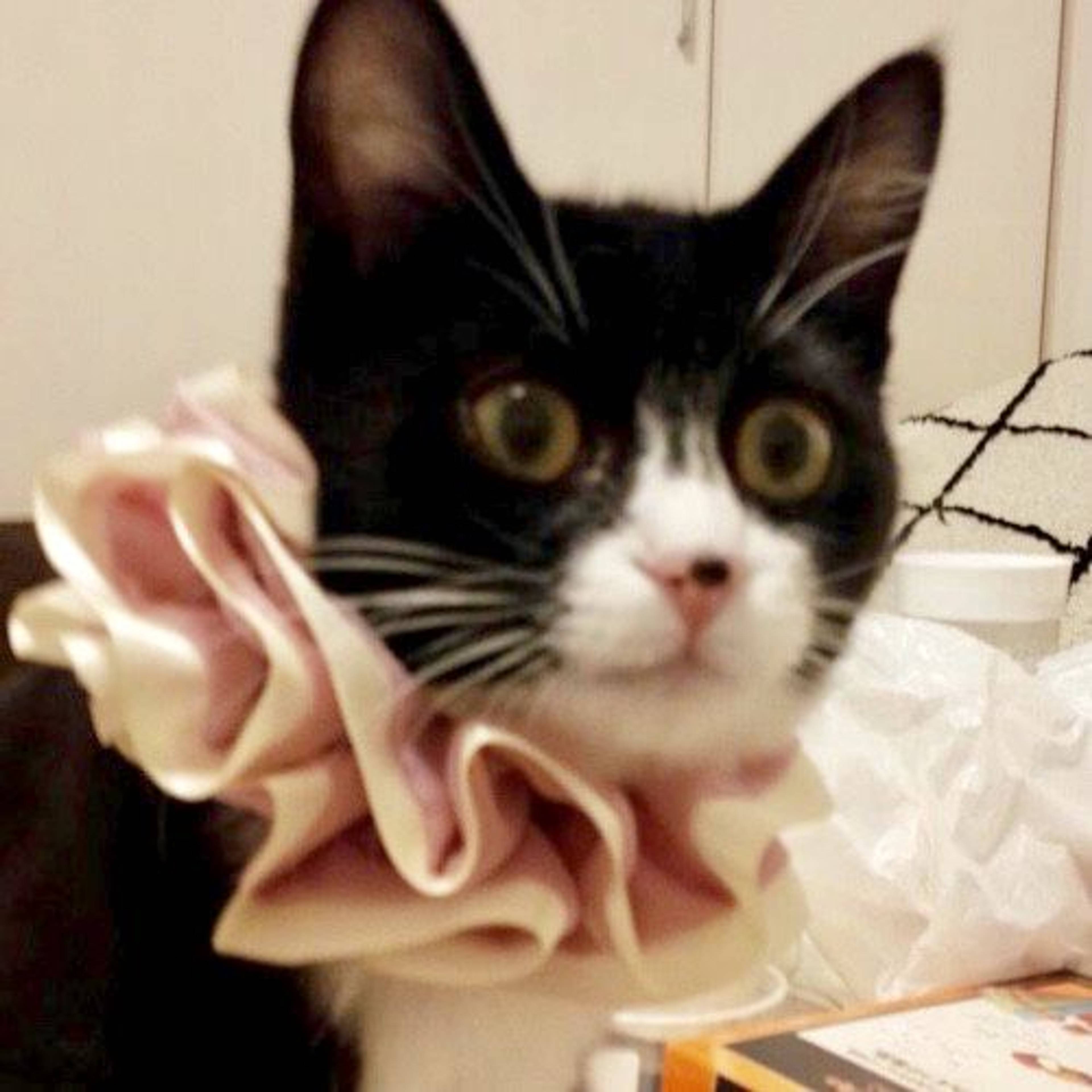 雑種（ミックス猫）・メスの里親募集の写真