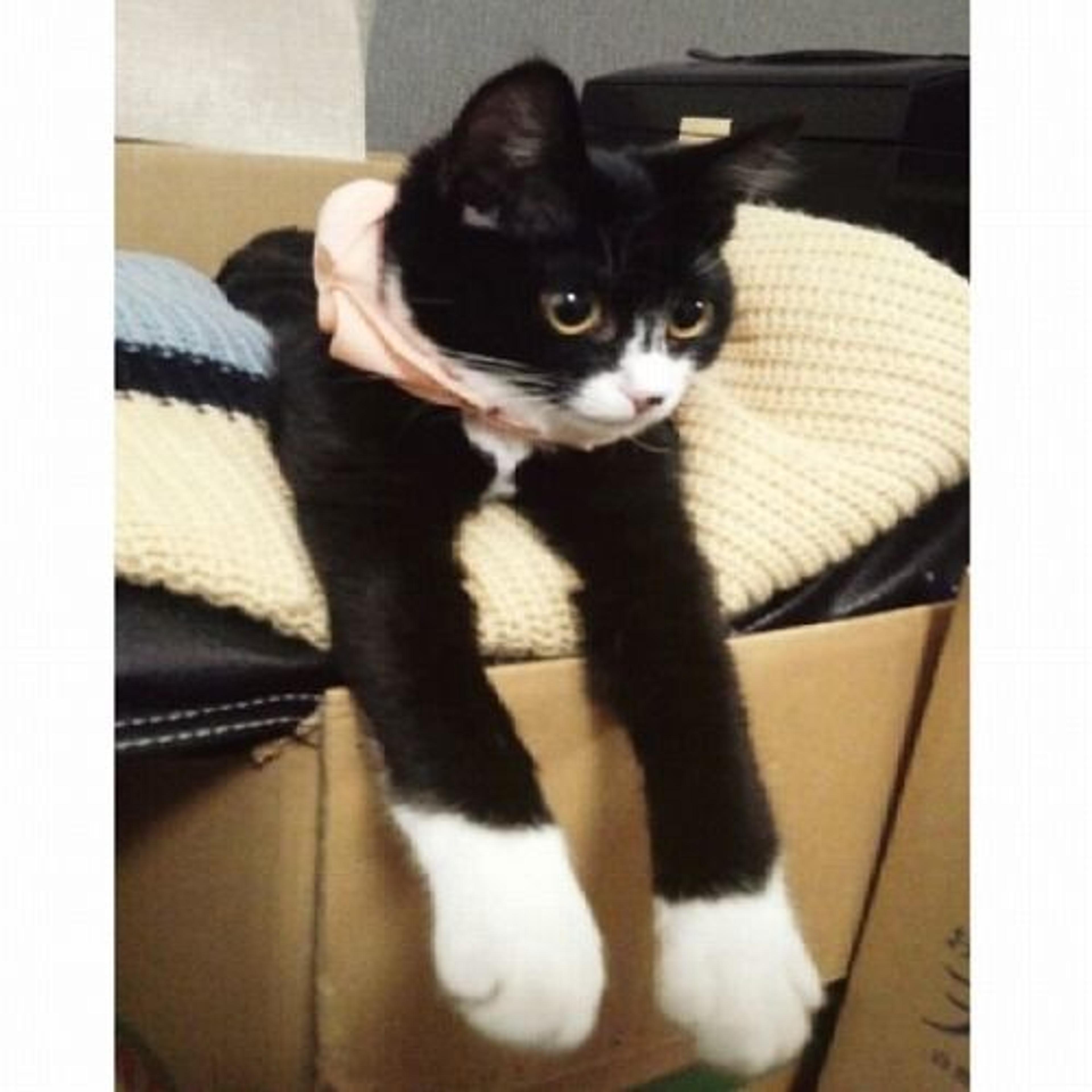pet-image-2