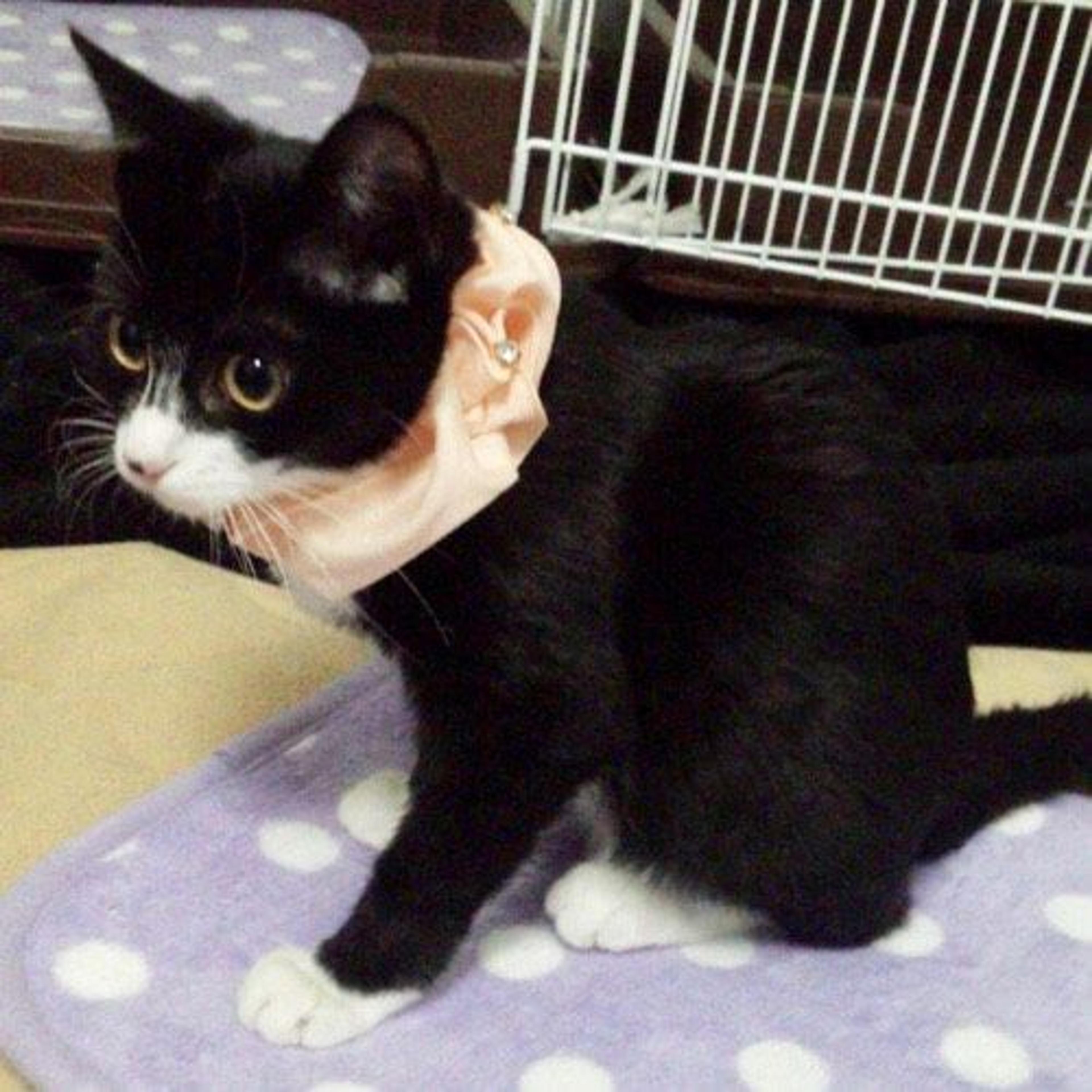 pet-image-3