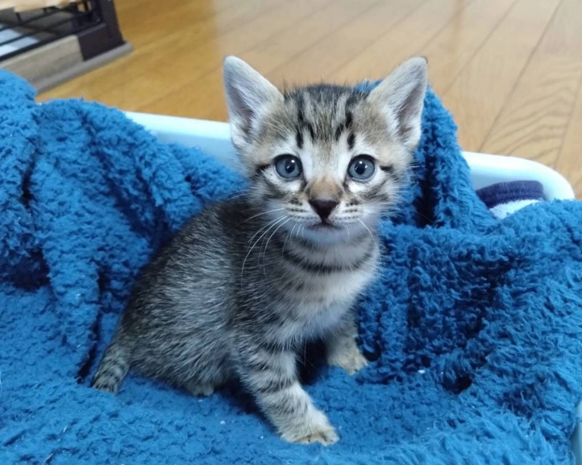 雑種（ミックス猫）・オスの里親募集の写真