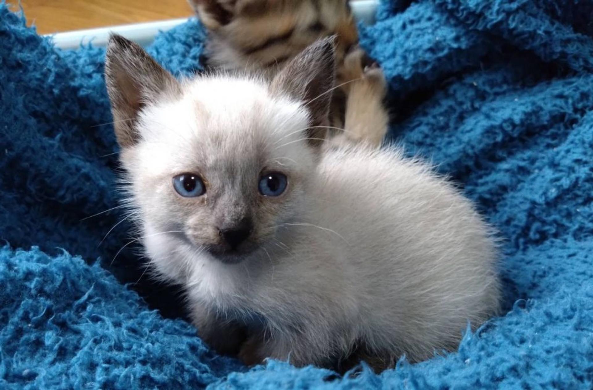 pet-image-4