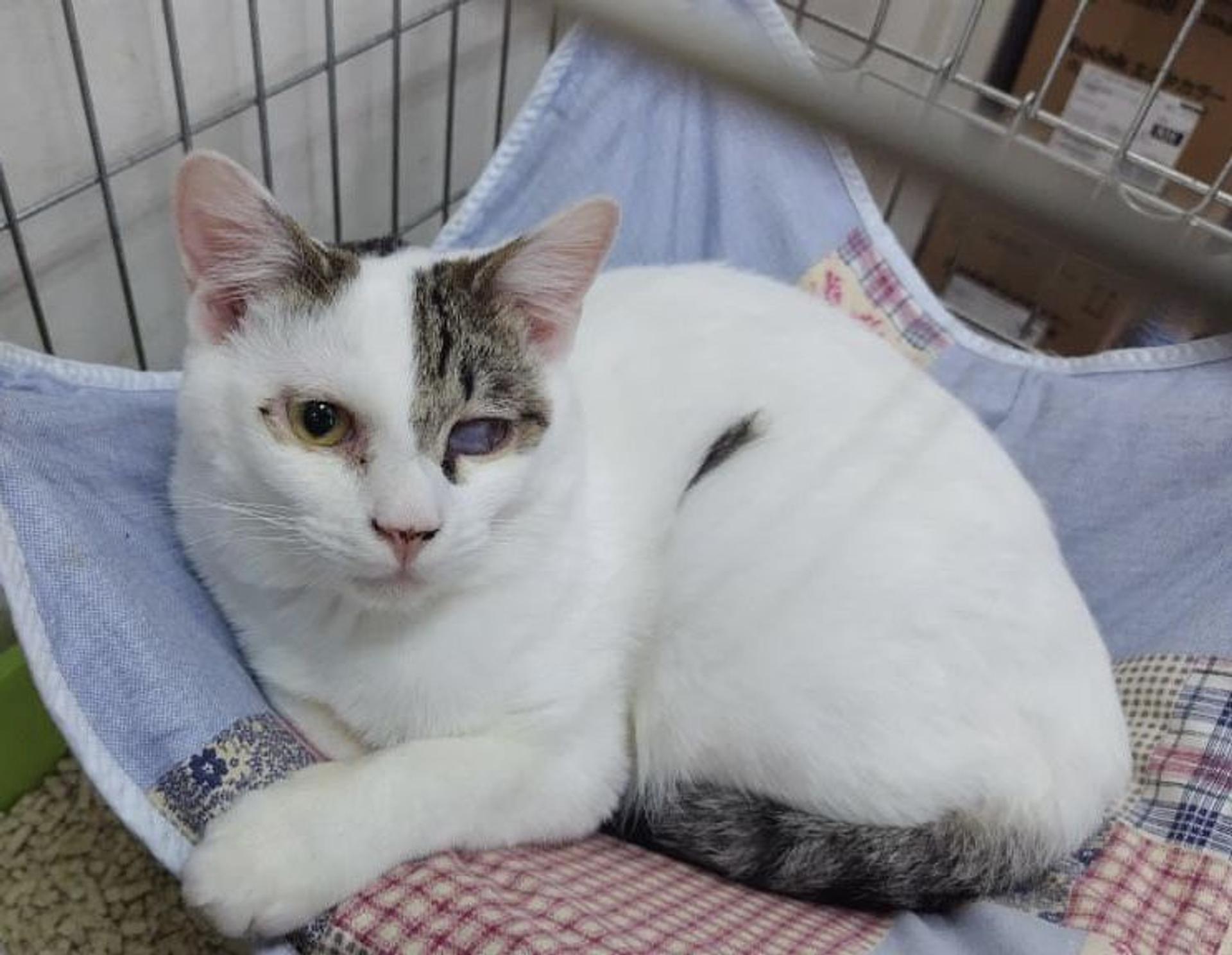pet-image-4