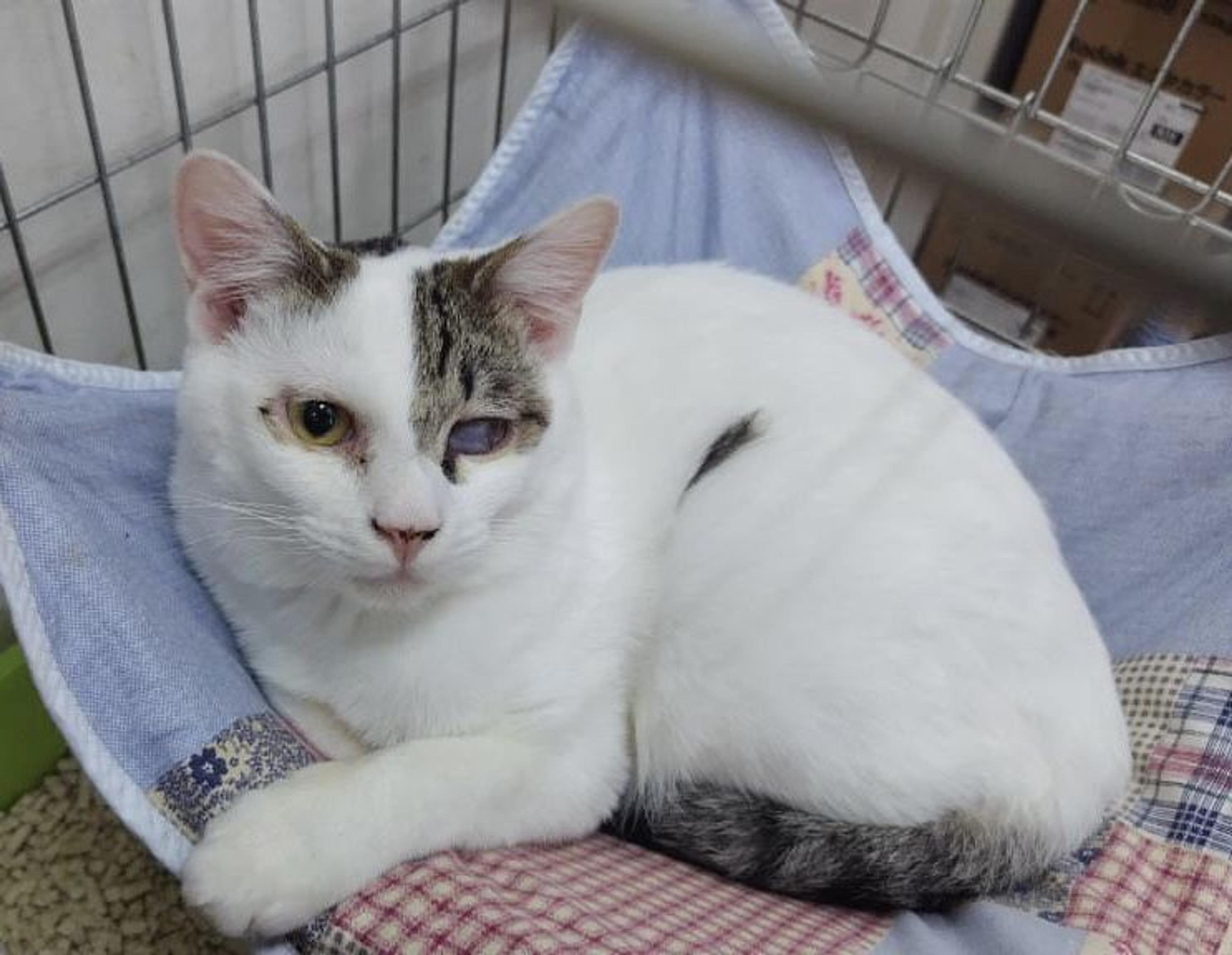 pet-image-4