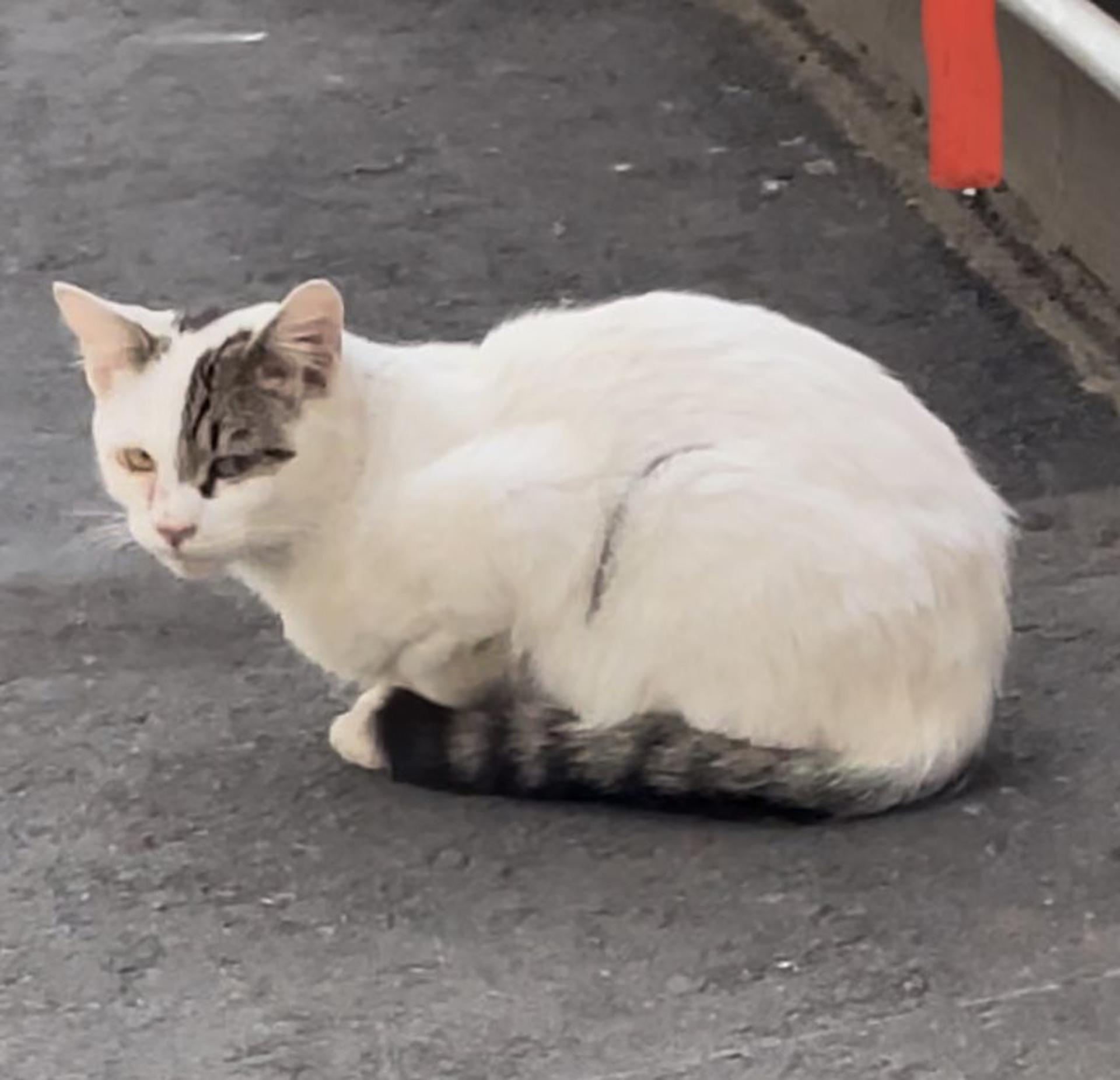 pet-image-7