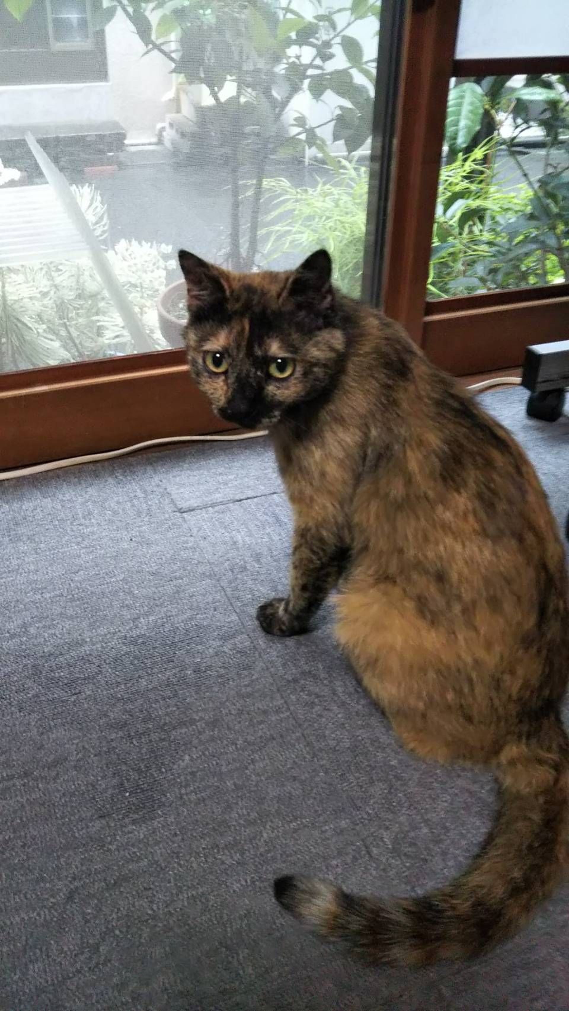 雑種（ミックス猫）・オスの里親募集の写真