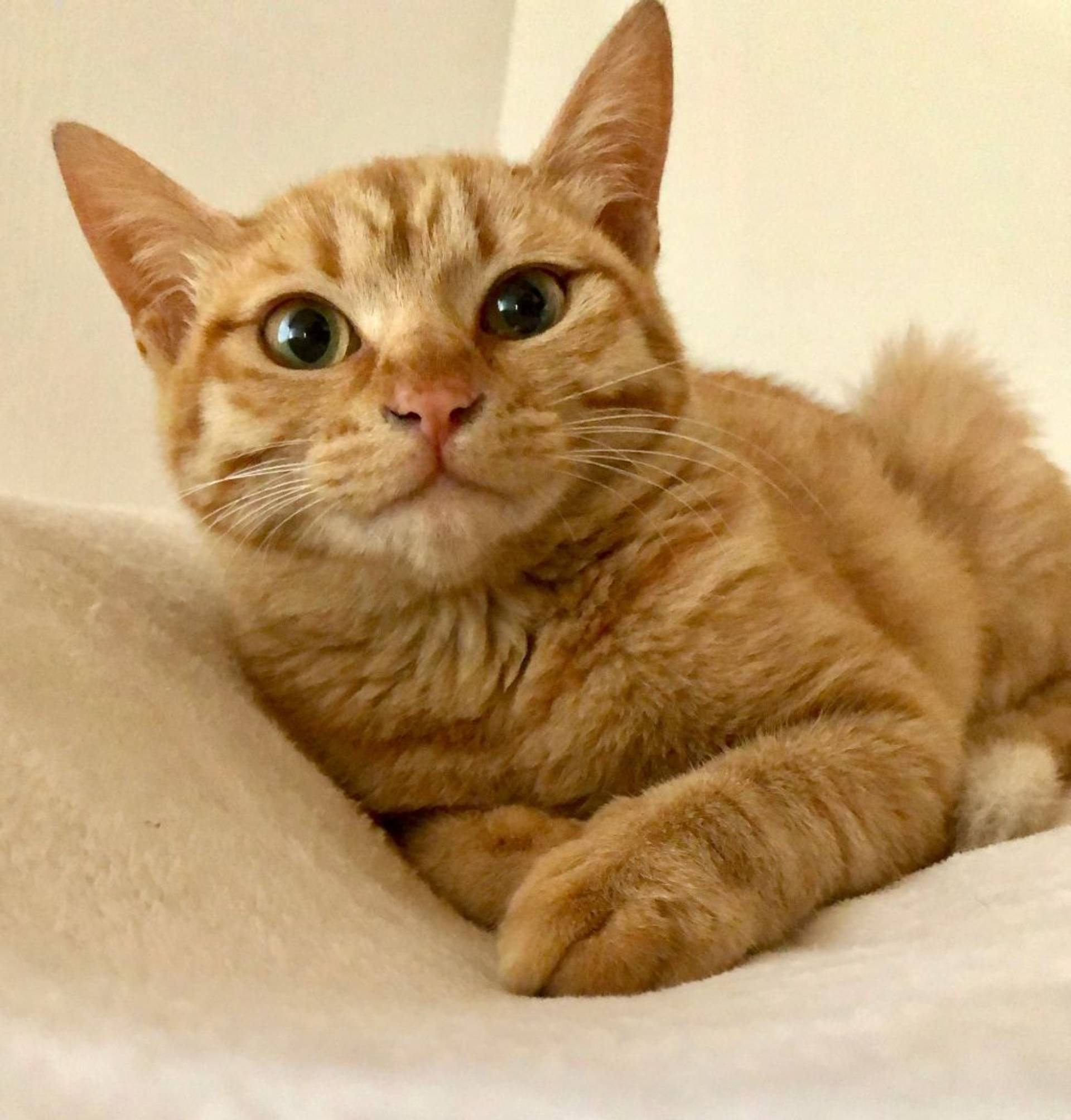 雑種（ミックス猫）・メスの里親募集の写真
