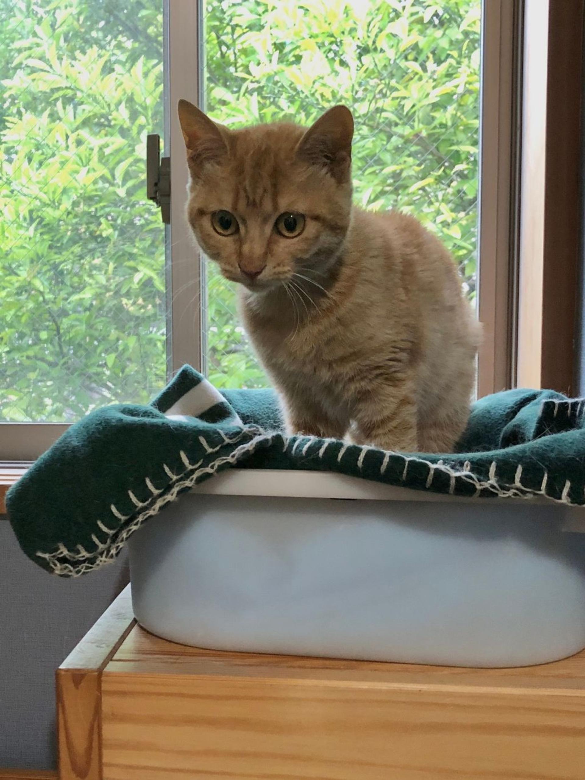 pet-image-2