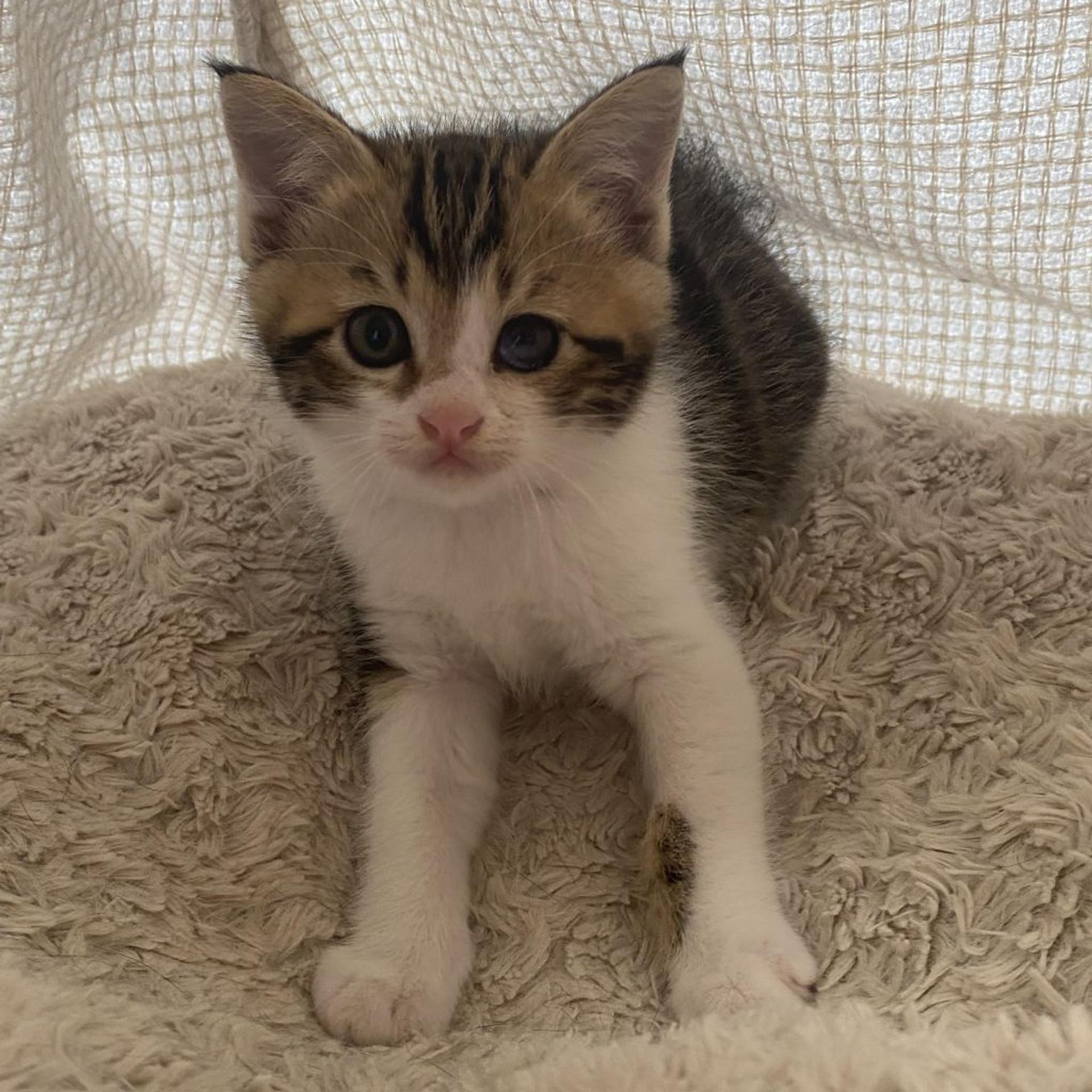 pet-image-3