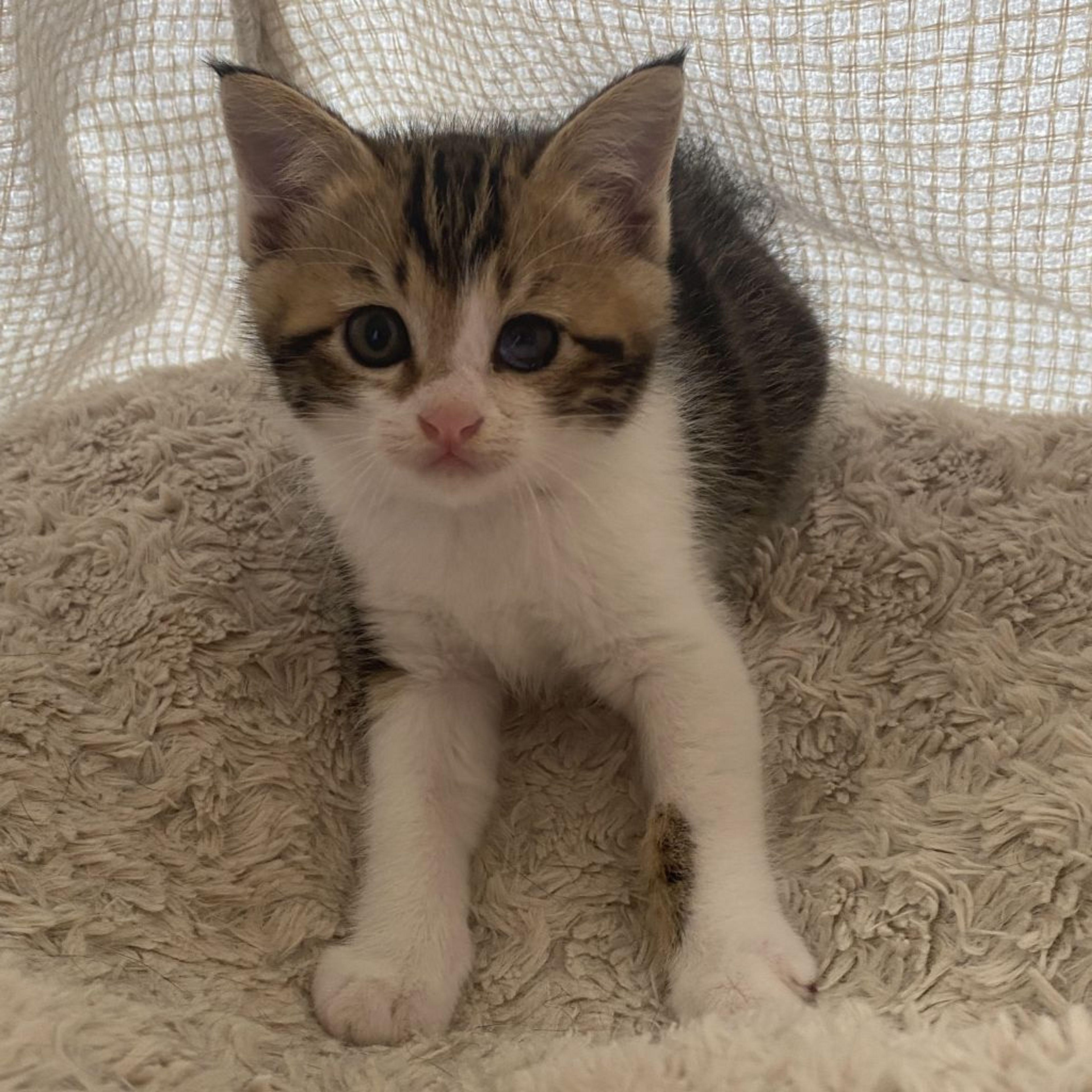 pet-image-3