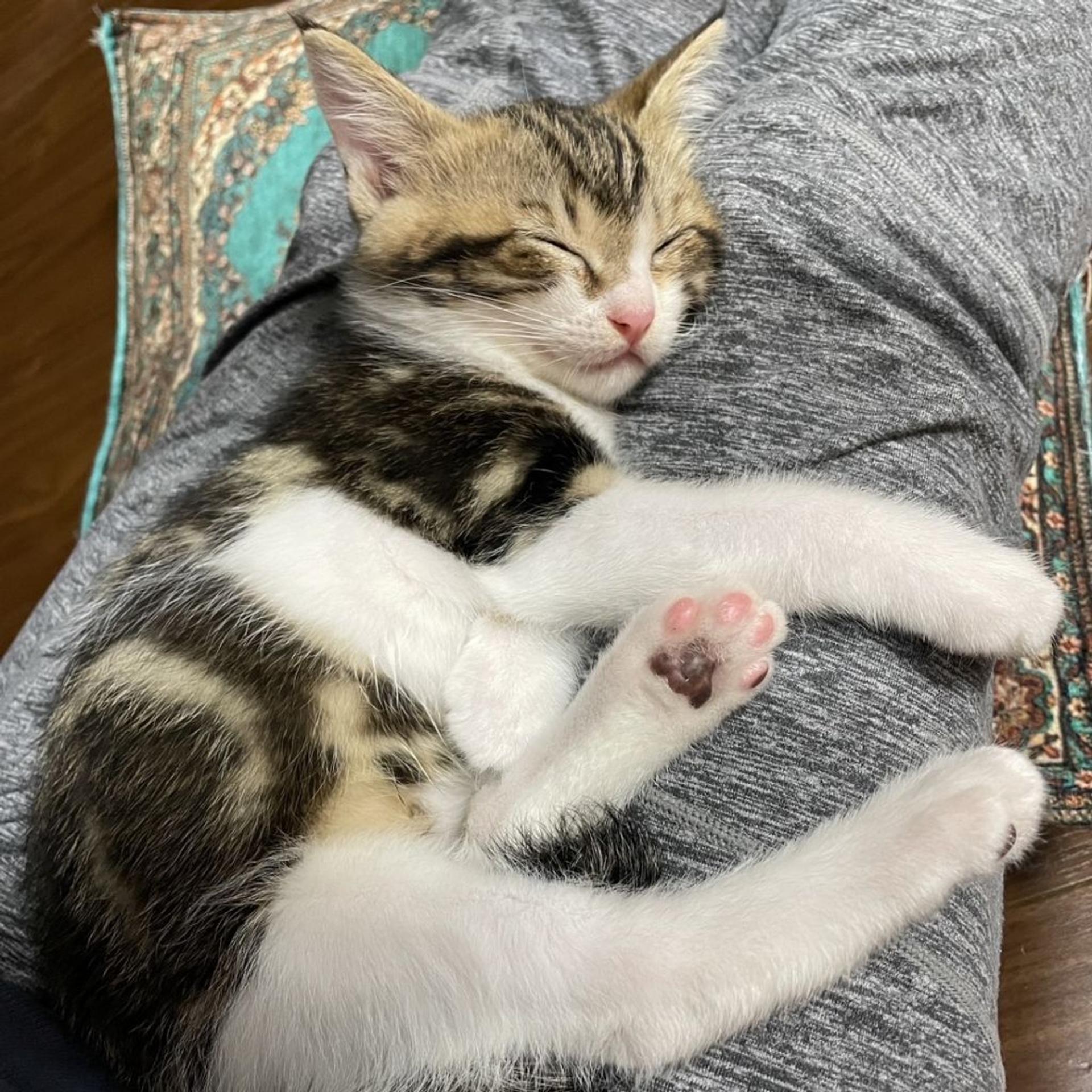 pet-image-4