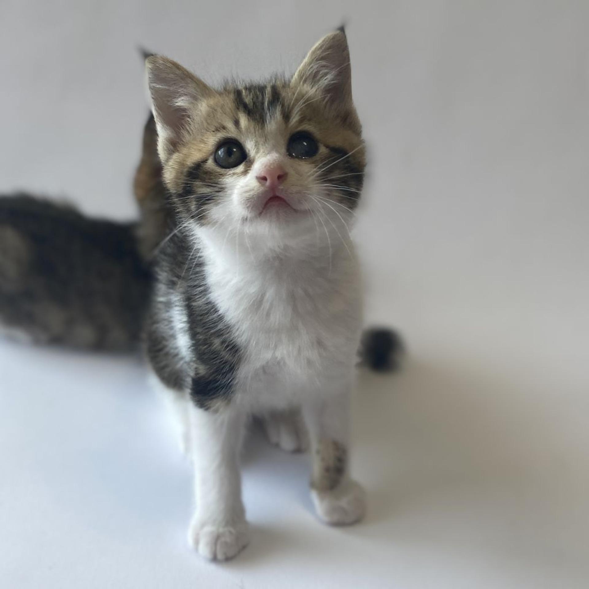 pet-image-8