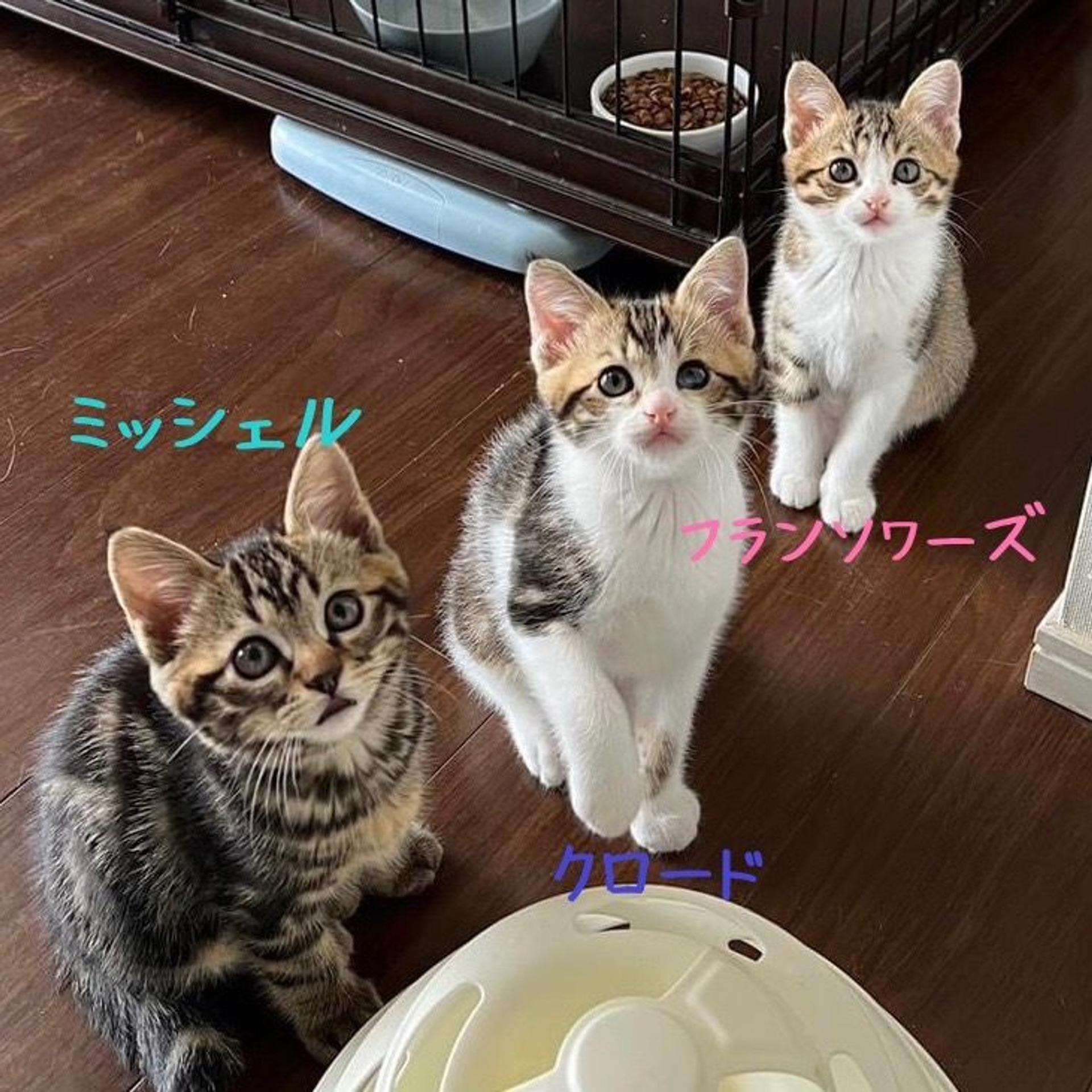 pet-image-9