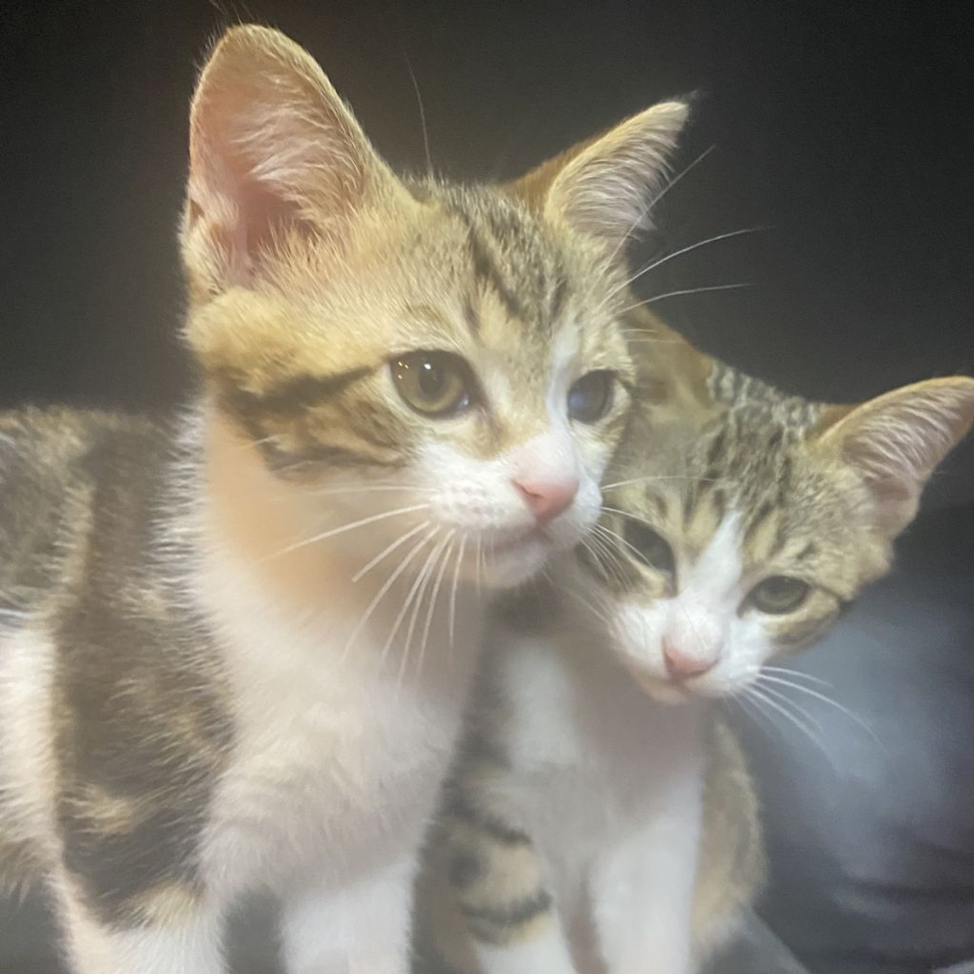 雑種（ミックス猫）・オスの里親募集の写真