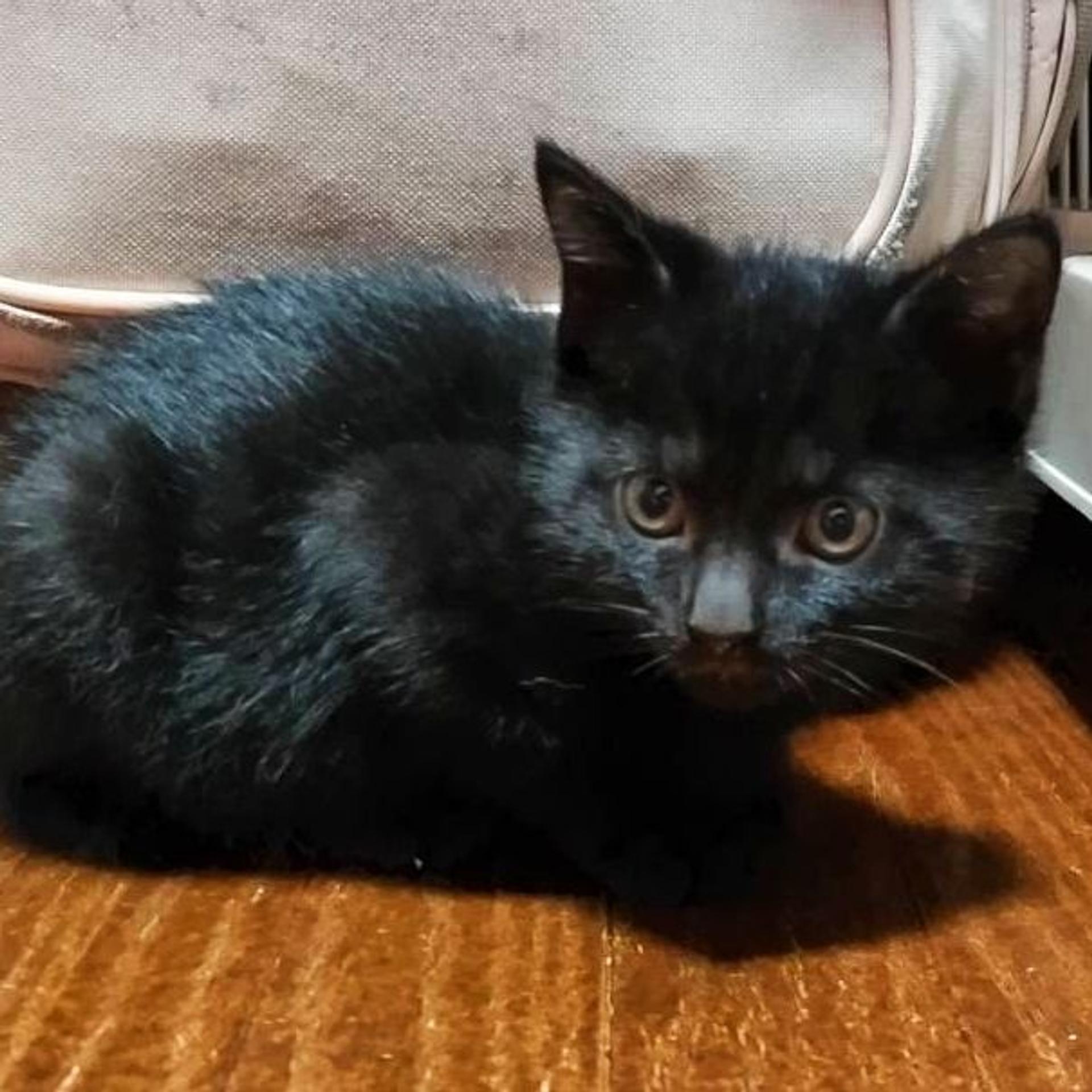 pet-image-2