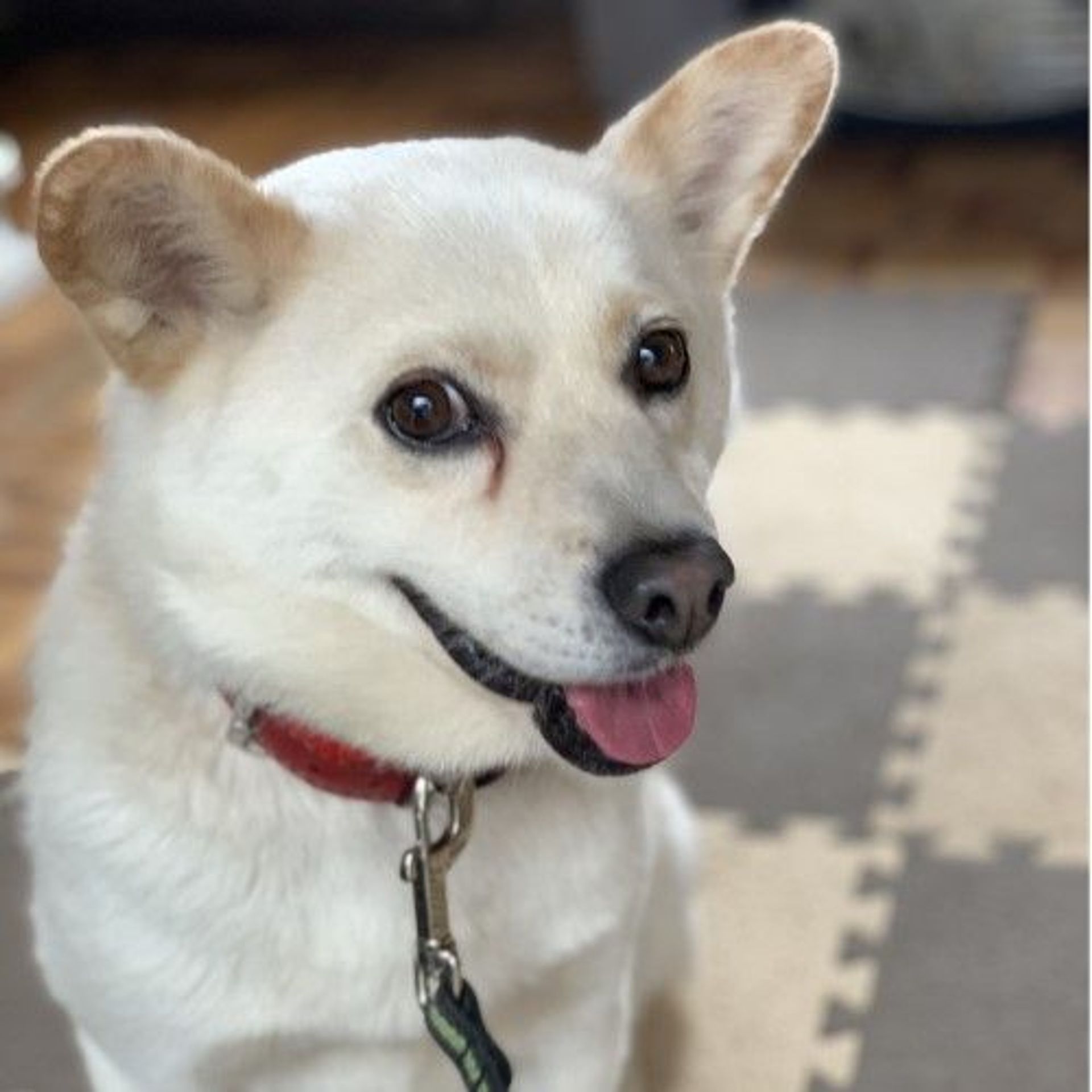 雑種（ミックス犬）・オスの里親募集の写真
