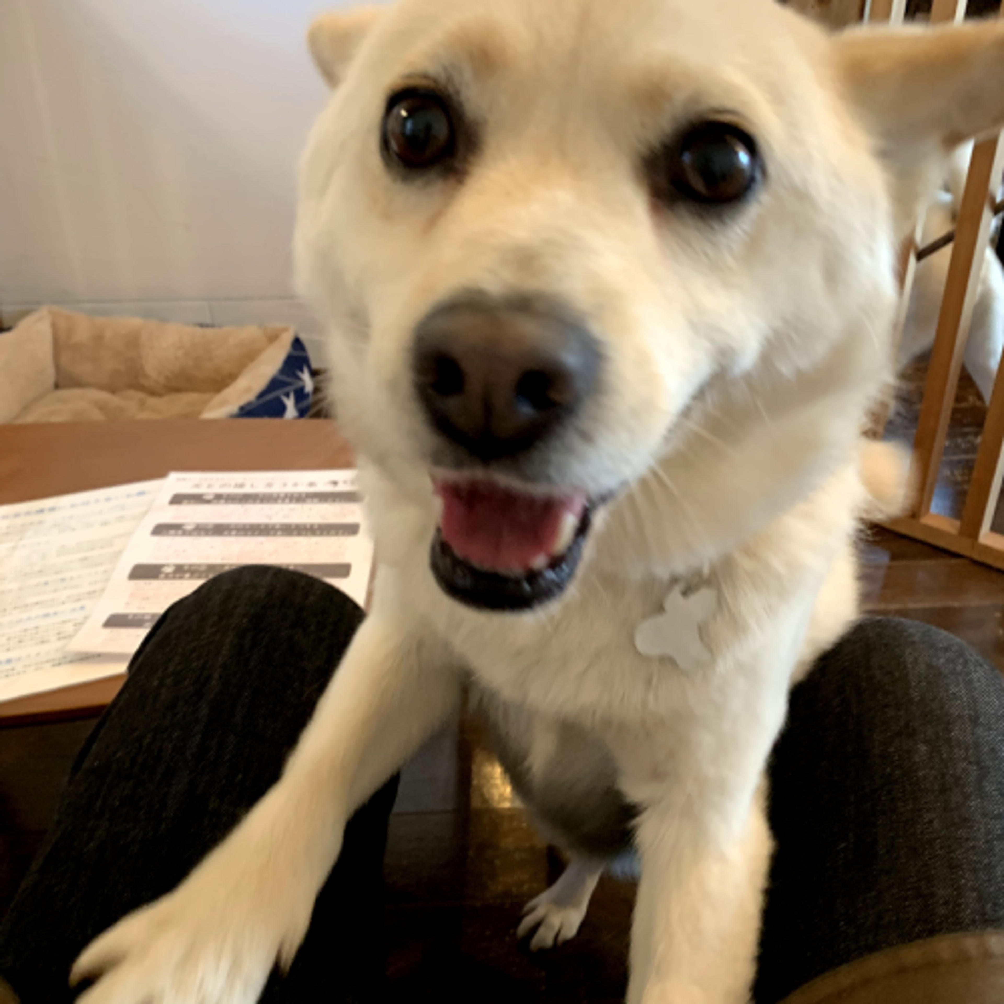 pet-image-2