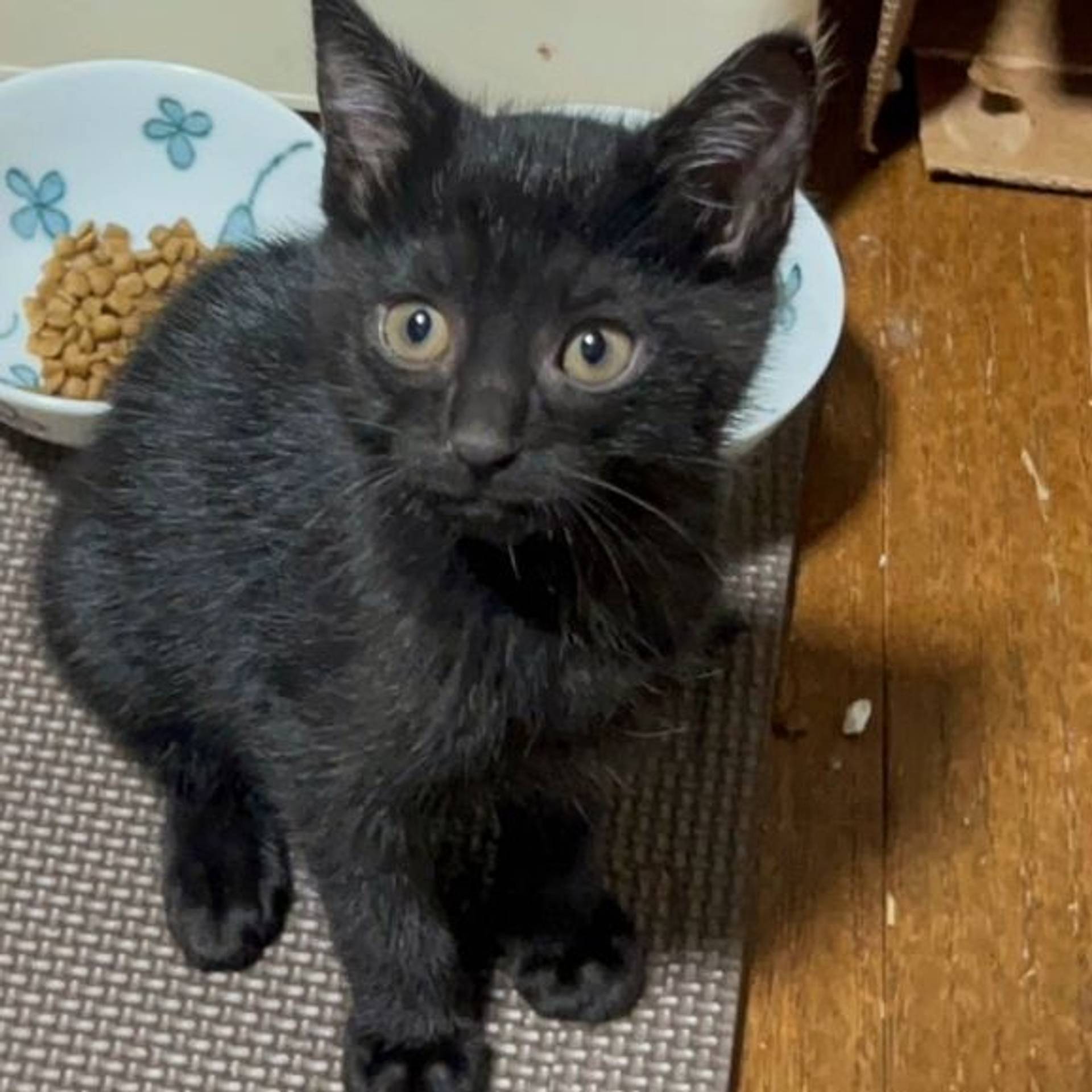 雑種（ミックス猫）・メスの里親募集の写真