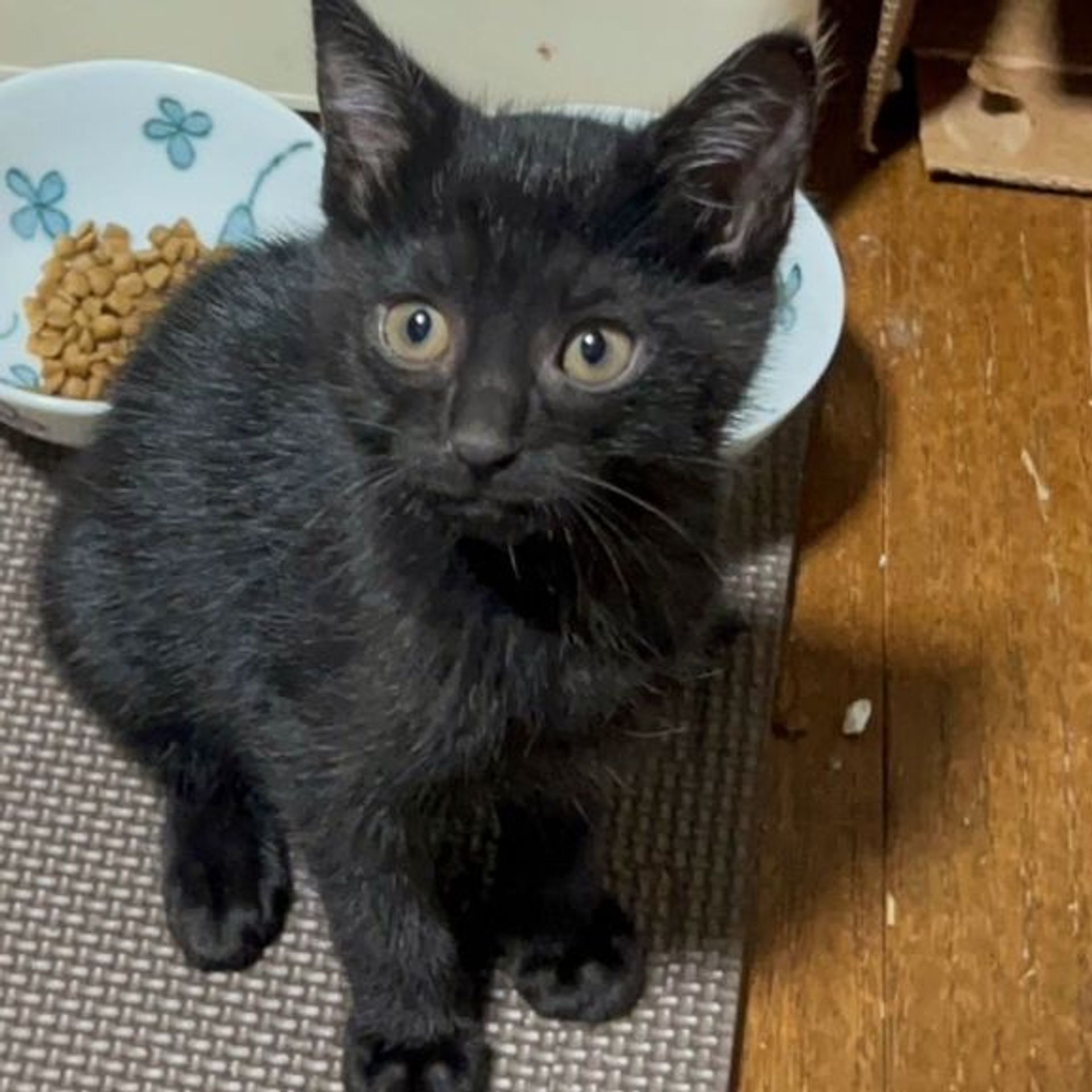 雑種（ミックス猫）・メスの里親募集の写真