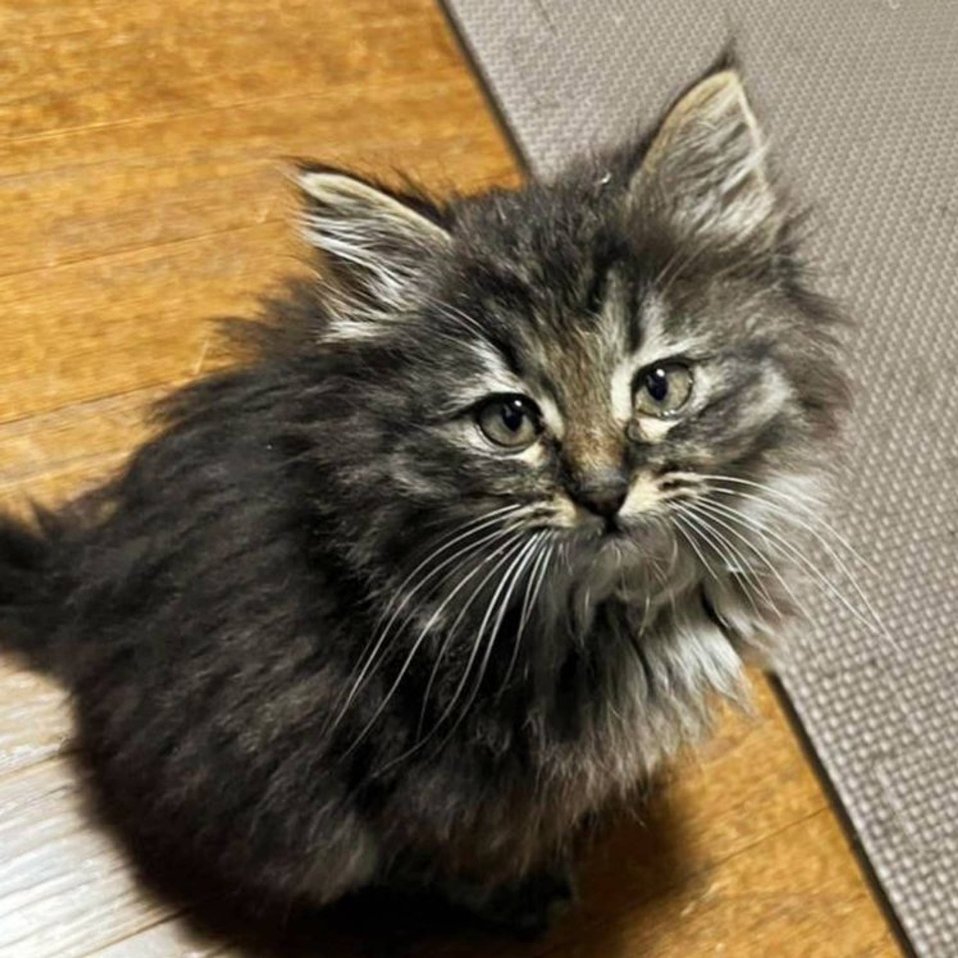 雑種（ミックス猫）・オスの里親募集の写真