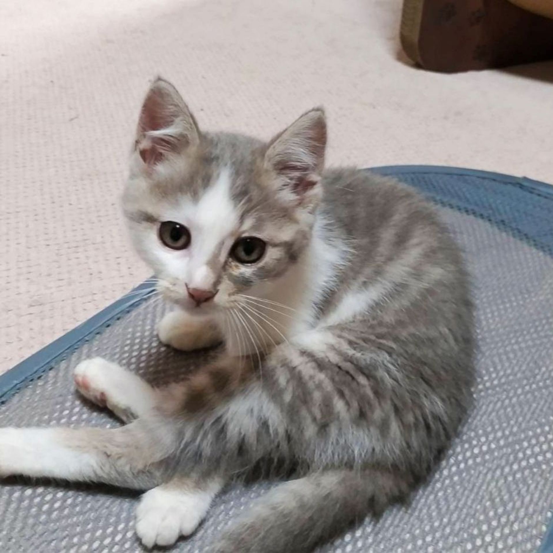 雑種（ミックス猫）・オスの里親募集の写真