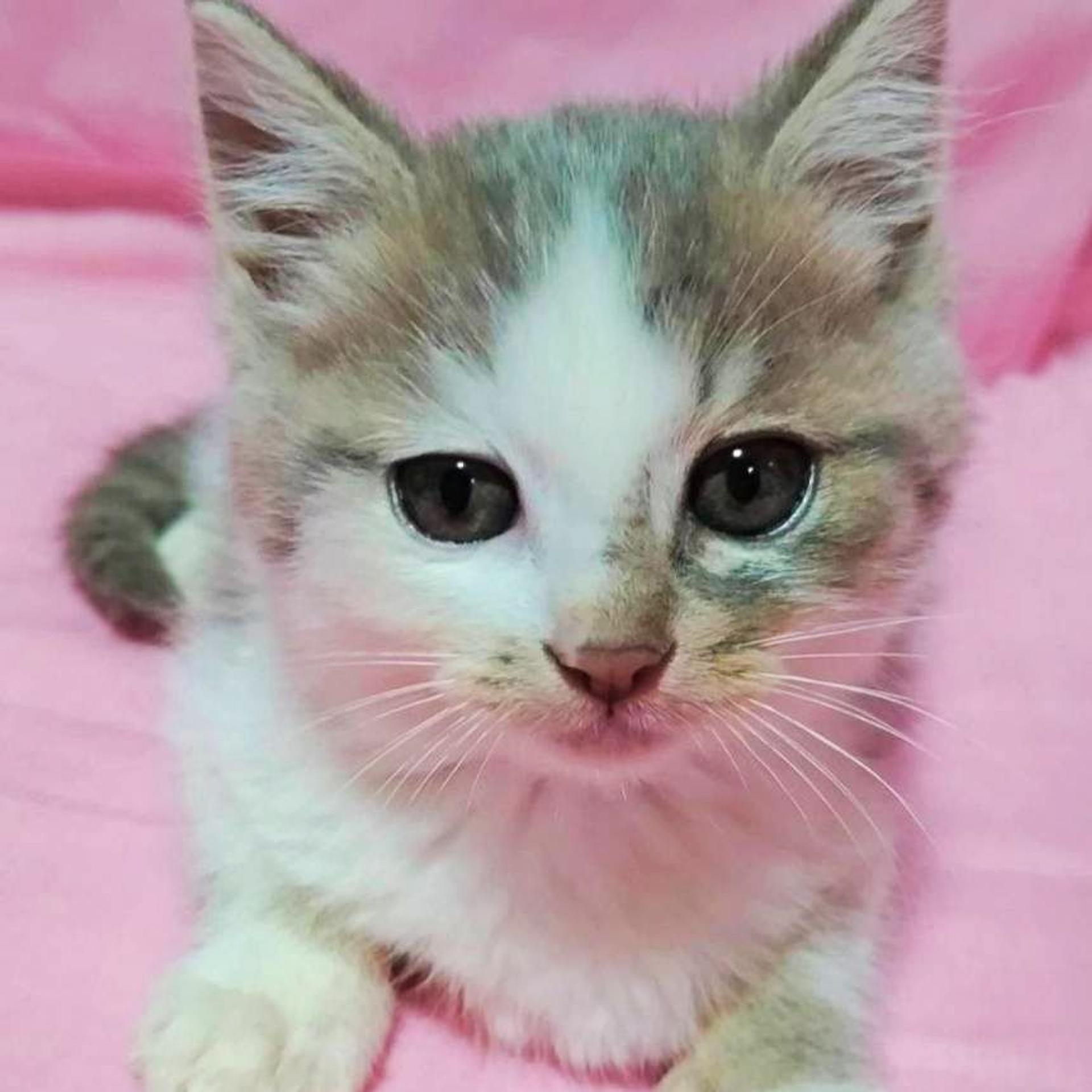 pet-image-2