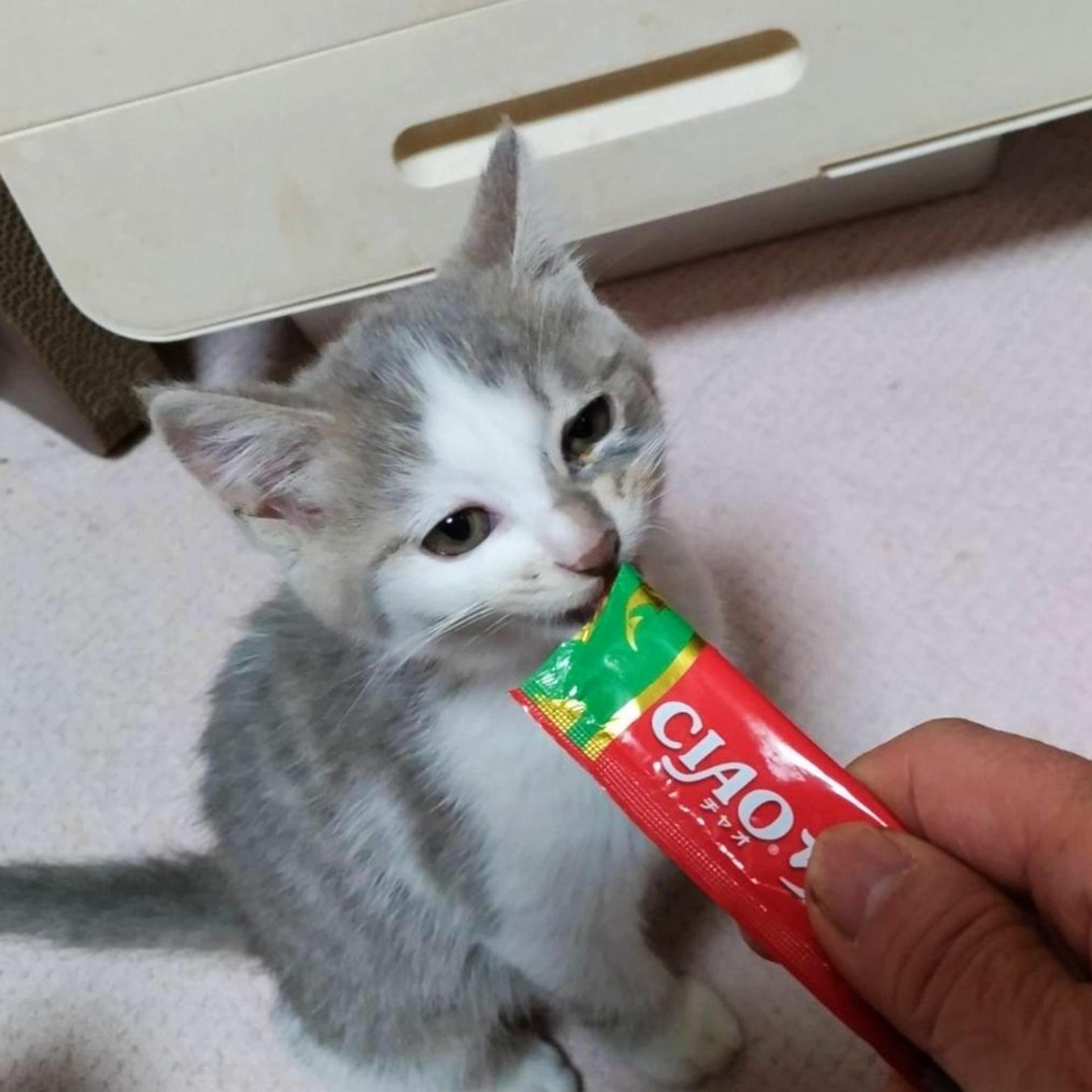 pet-image-3