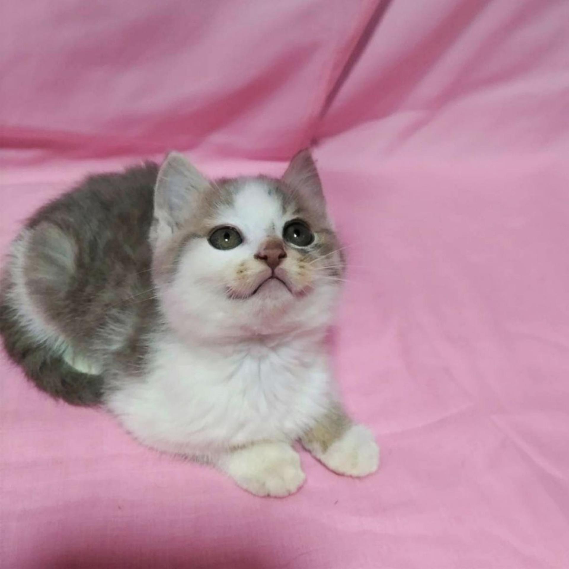 pet-image-4