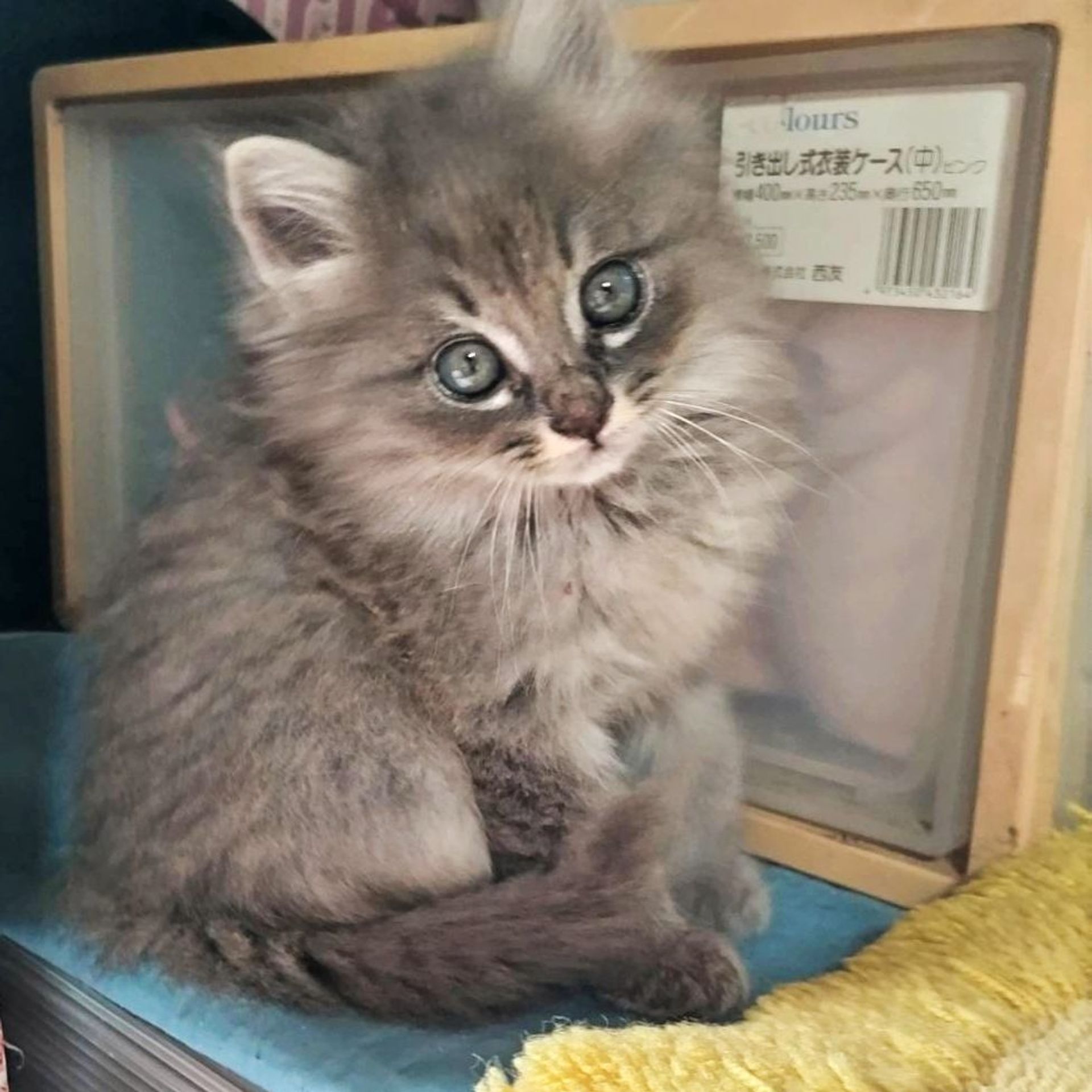 雑種（ミックス猫）・オスの里親募集の写真