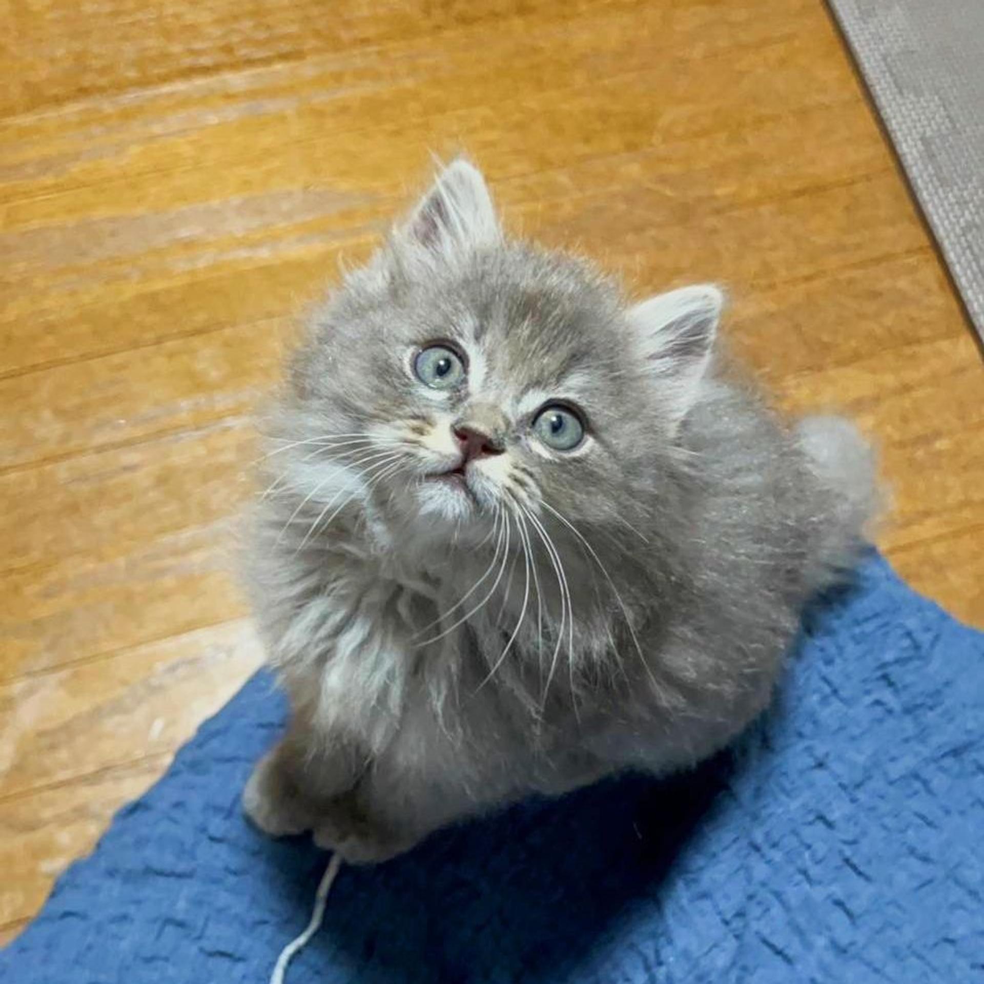 pet-image-2