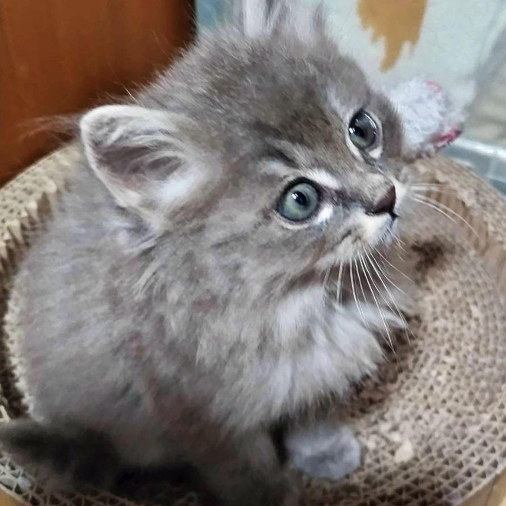 pet-image-3