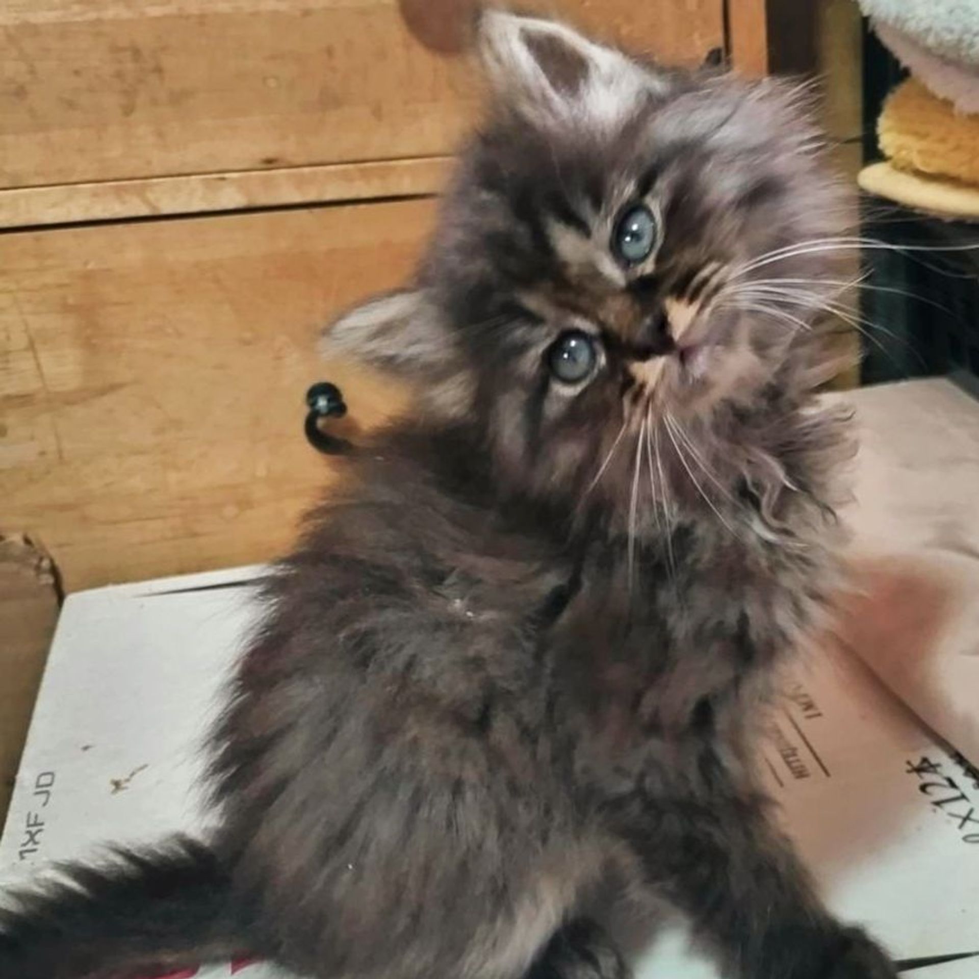 雑種（ミックス猫）・メスの里親募集の写真