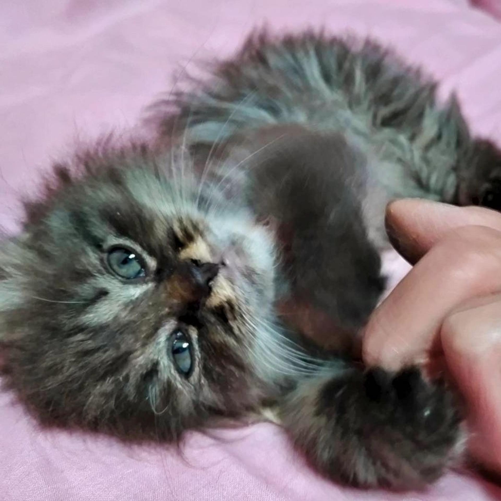 pet-image-2