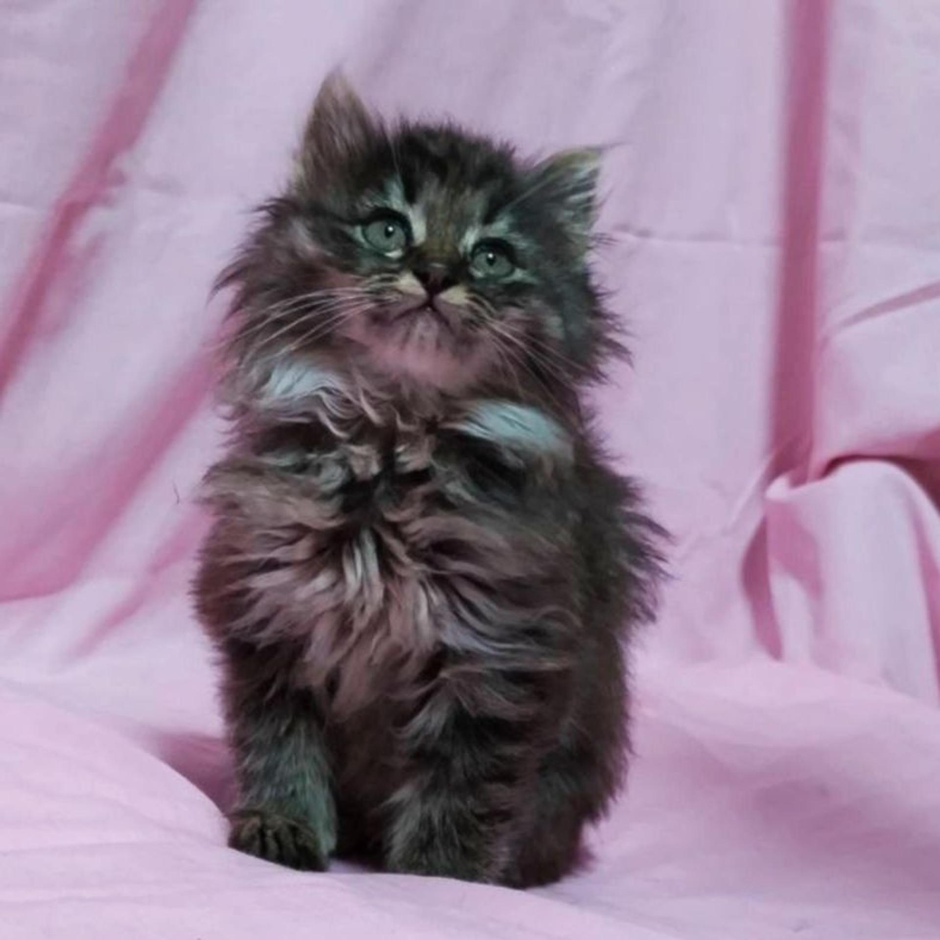 pet-image-4