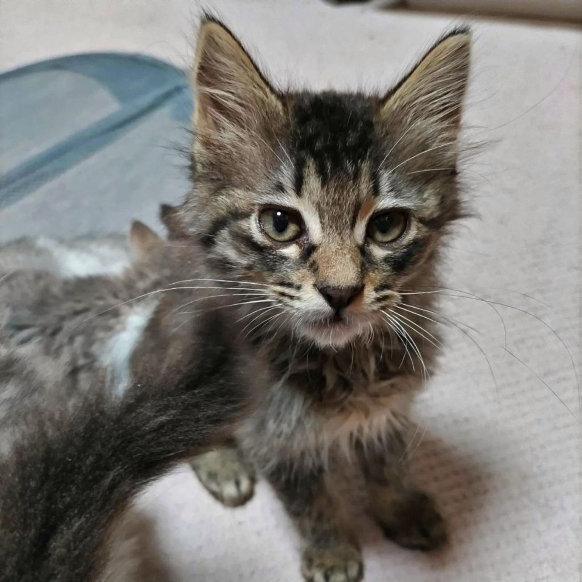 雑種（ミックス猫）・オスの里親募集の写真