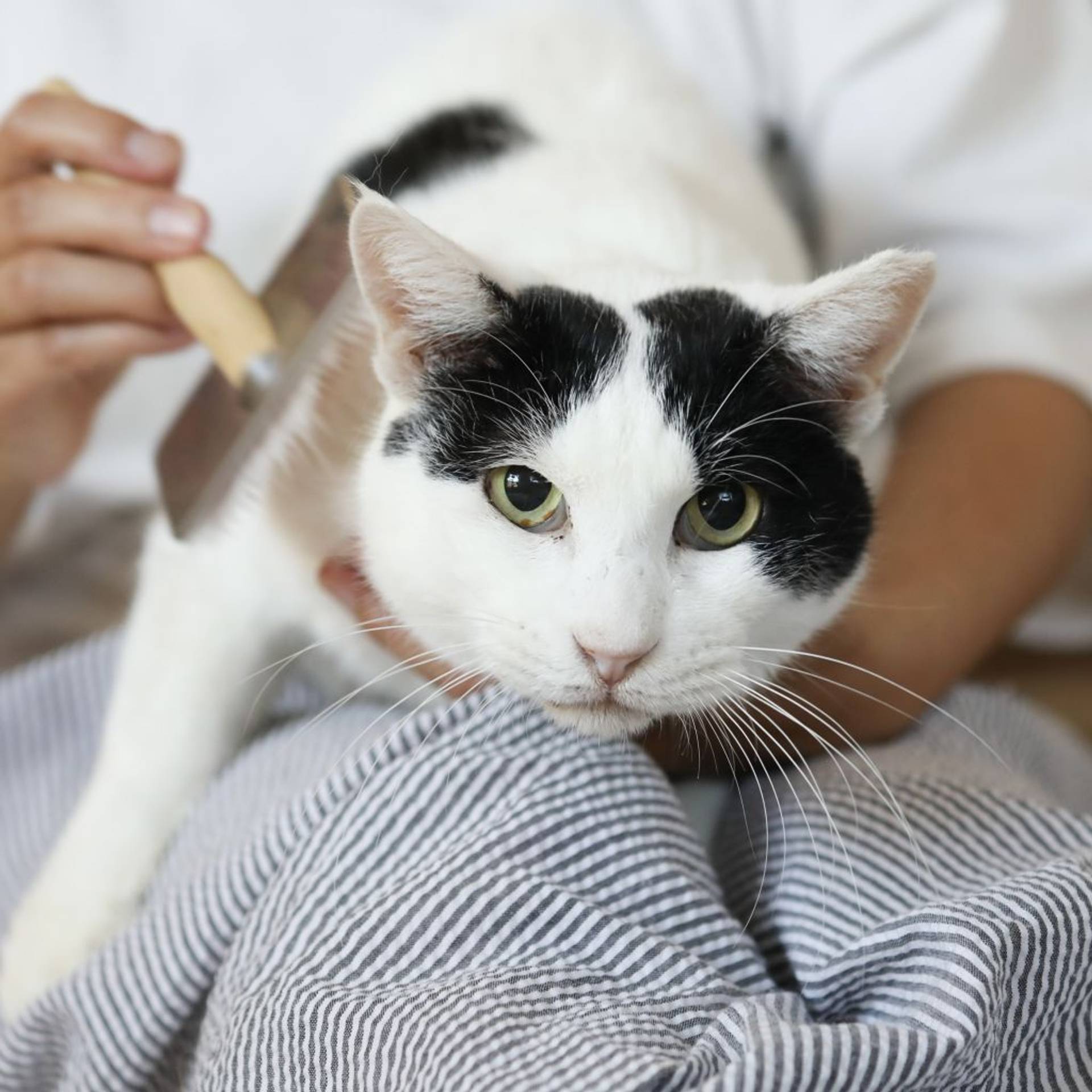 雑種（ミックス猫）・オスの里親募集の写真