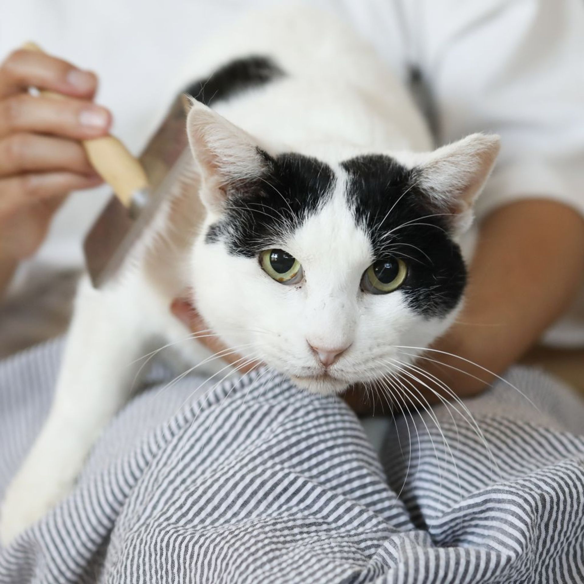 雑種（ミックス猫）・オスの里親募集の写真