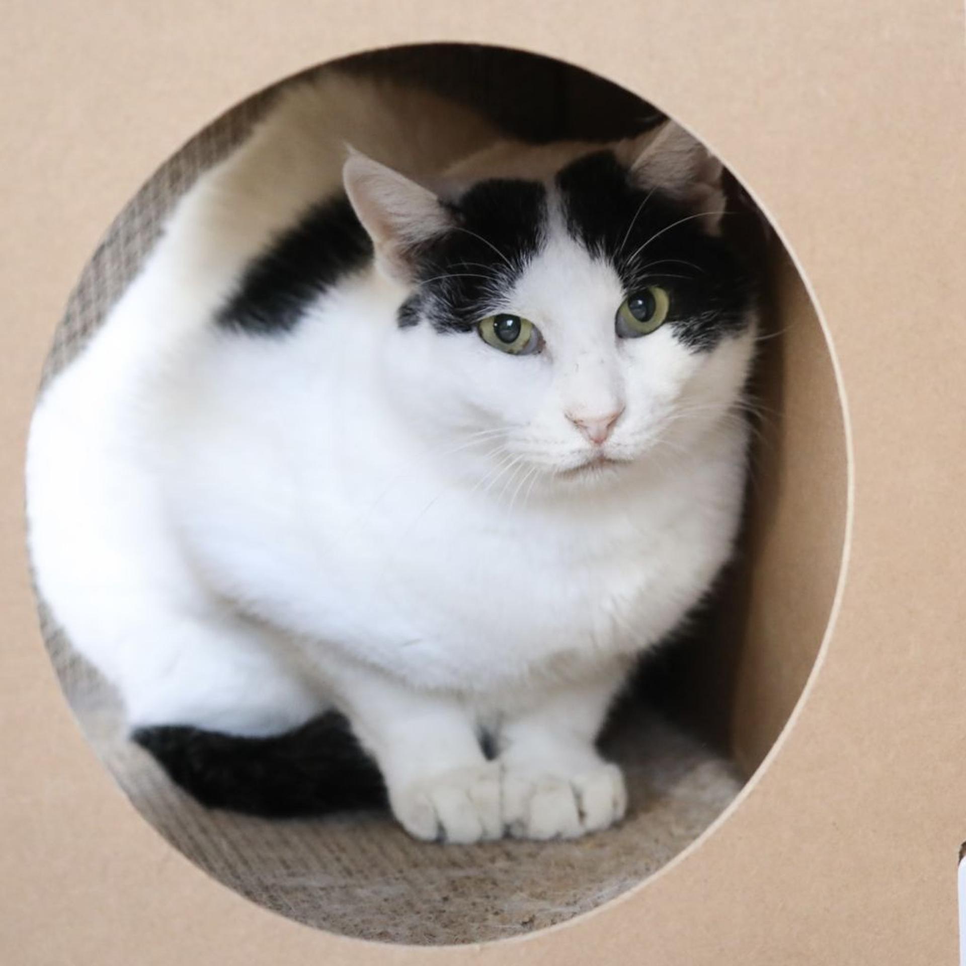 pet-image-2