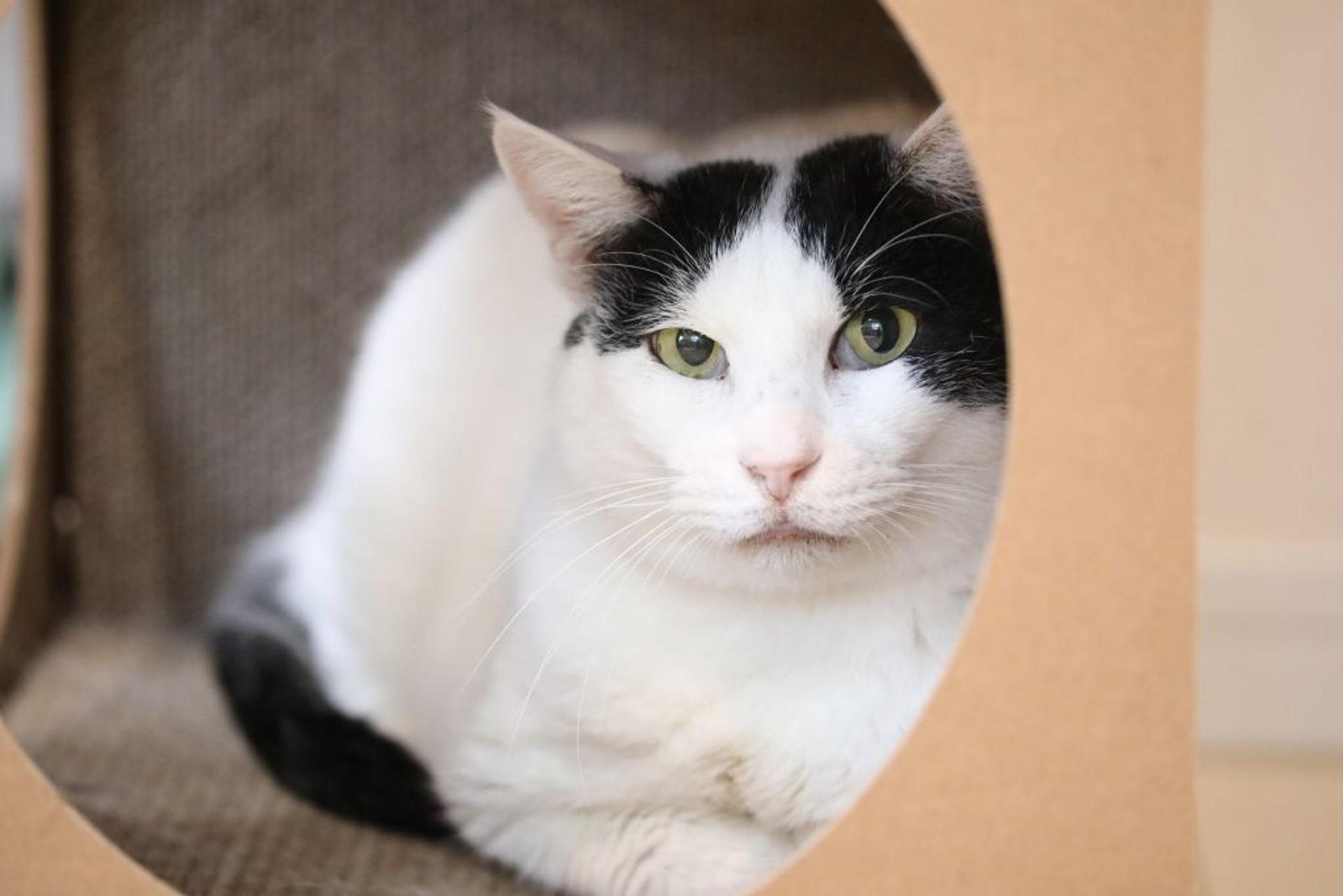 pet-image-4