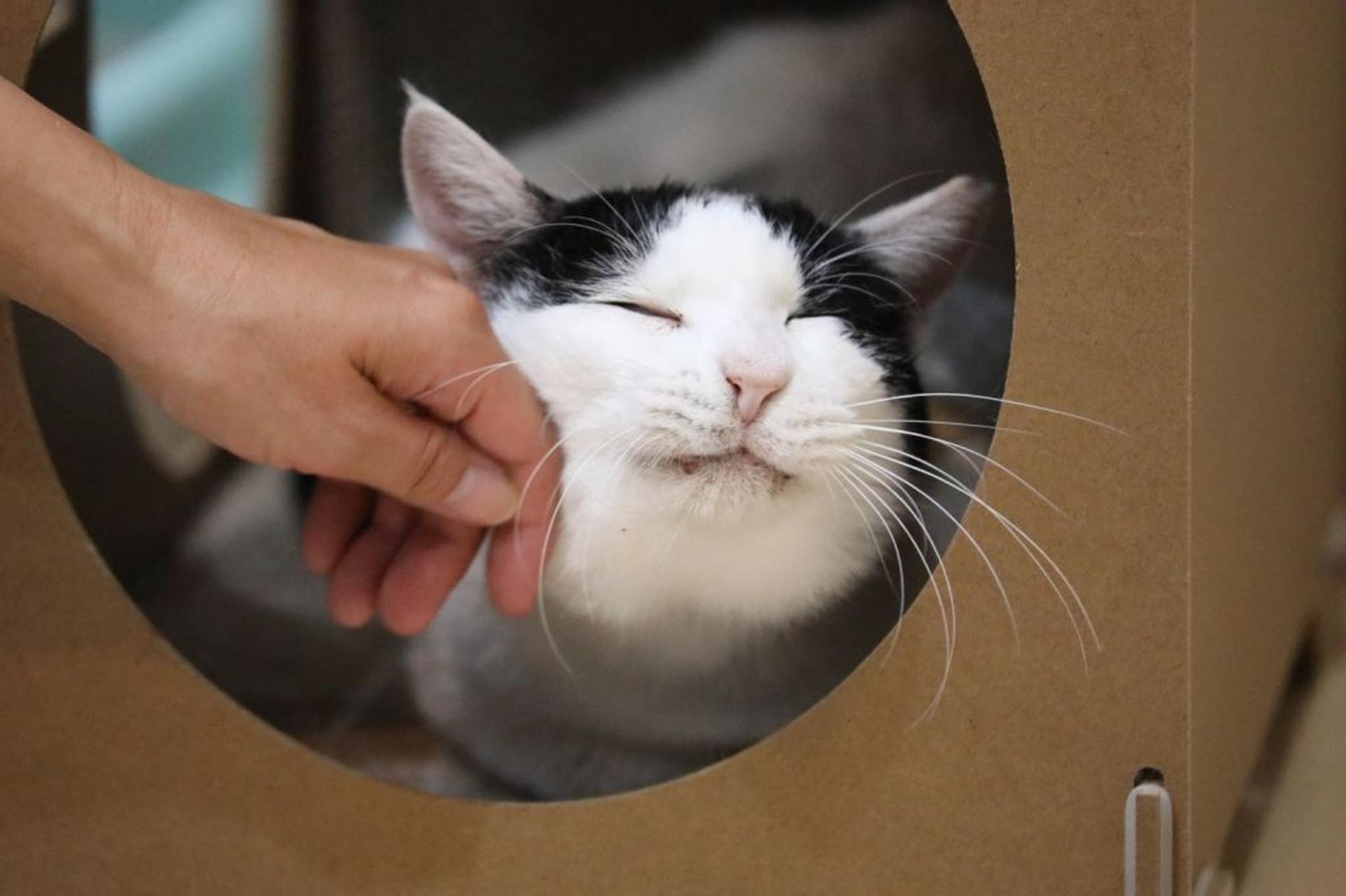 pet-image-5