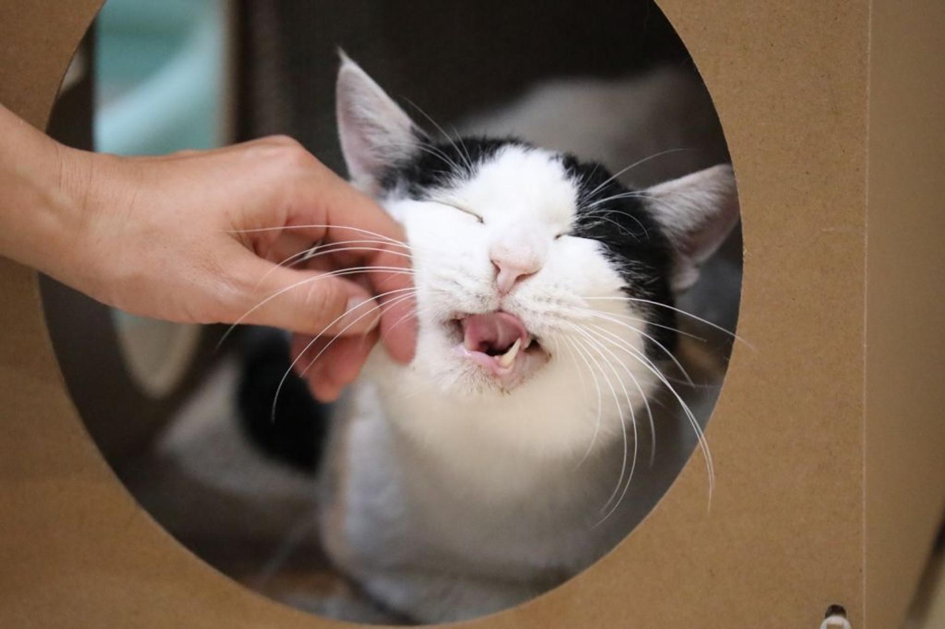 pet-image-6