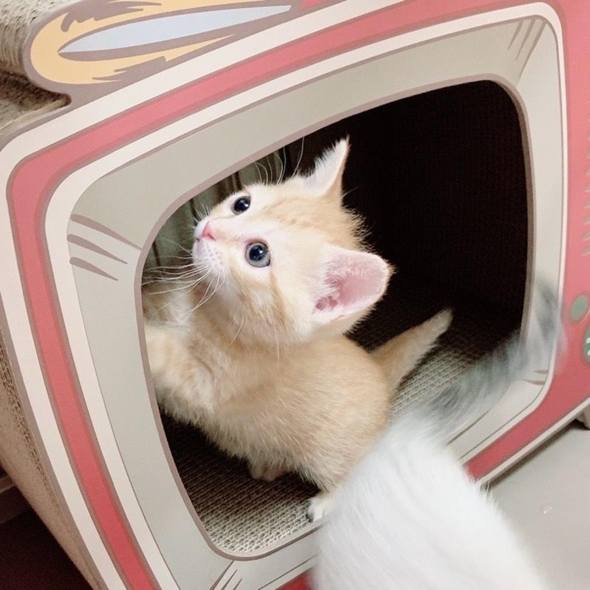 pet-image-3