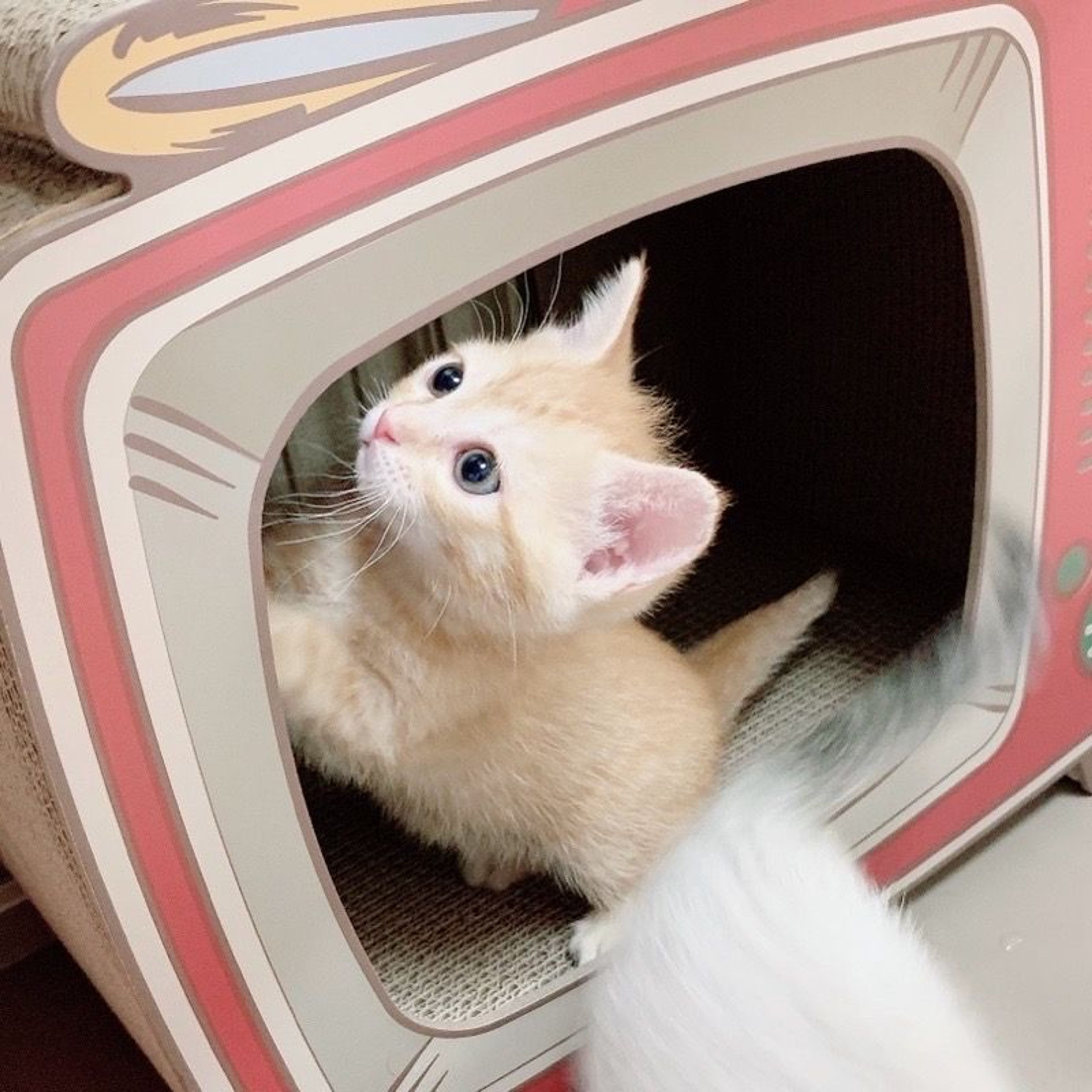 pet-image-3