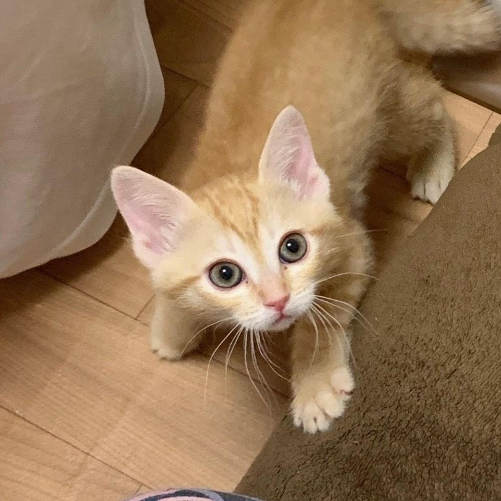 pet-image-4